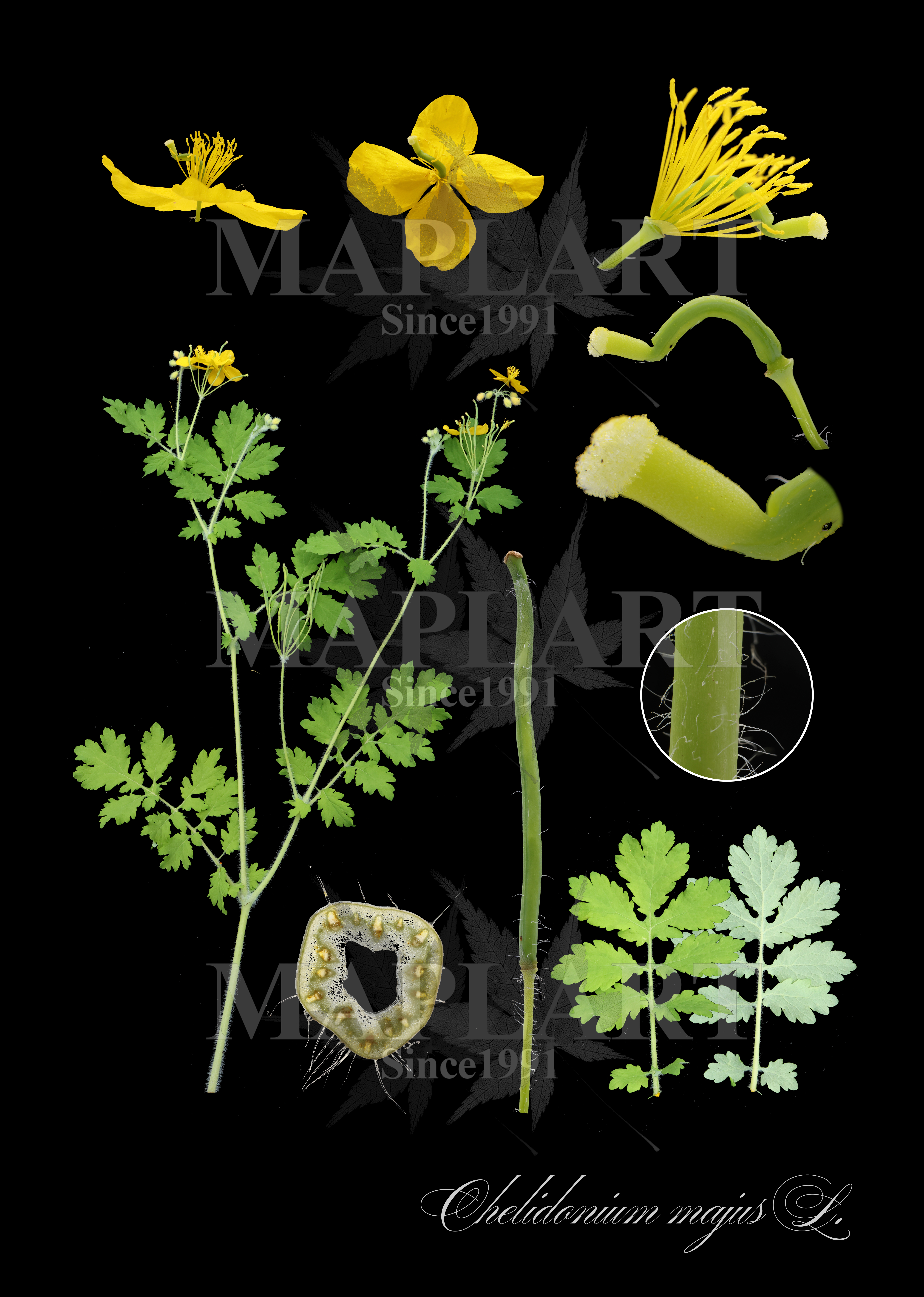 botanical photo