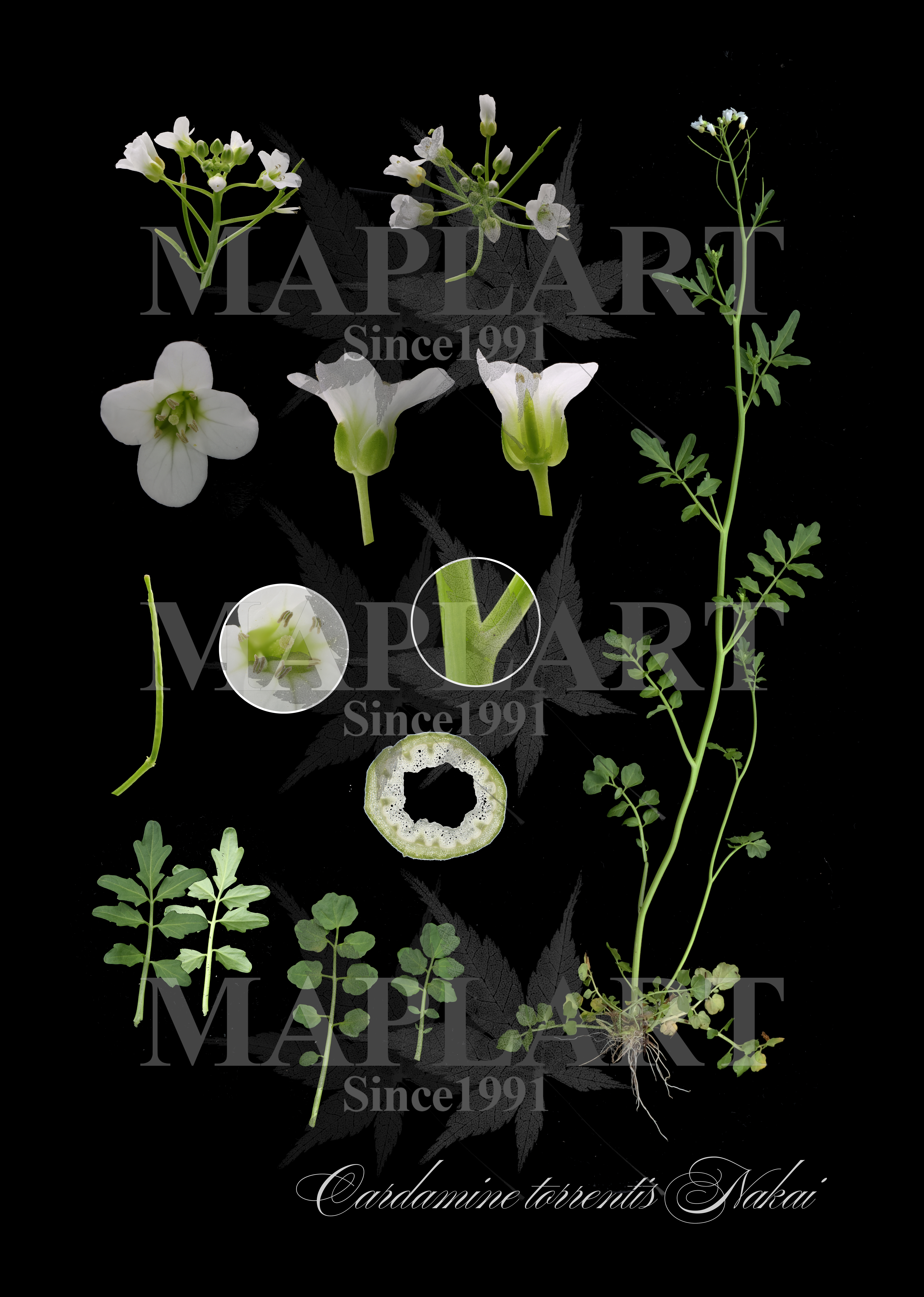 botanical photo