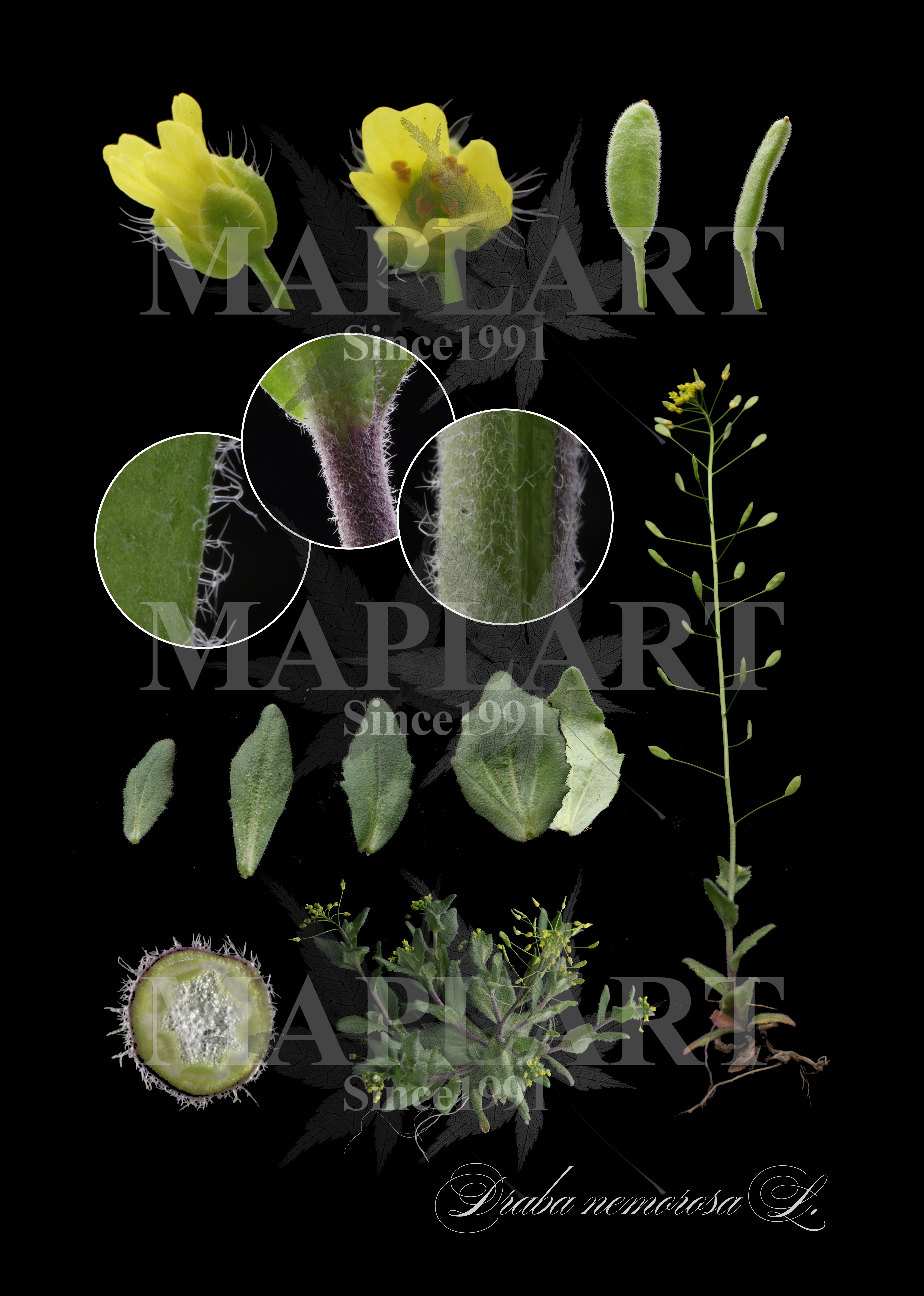 botanical photo