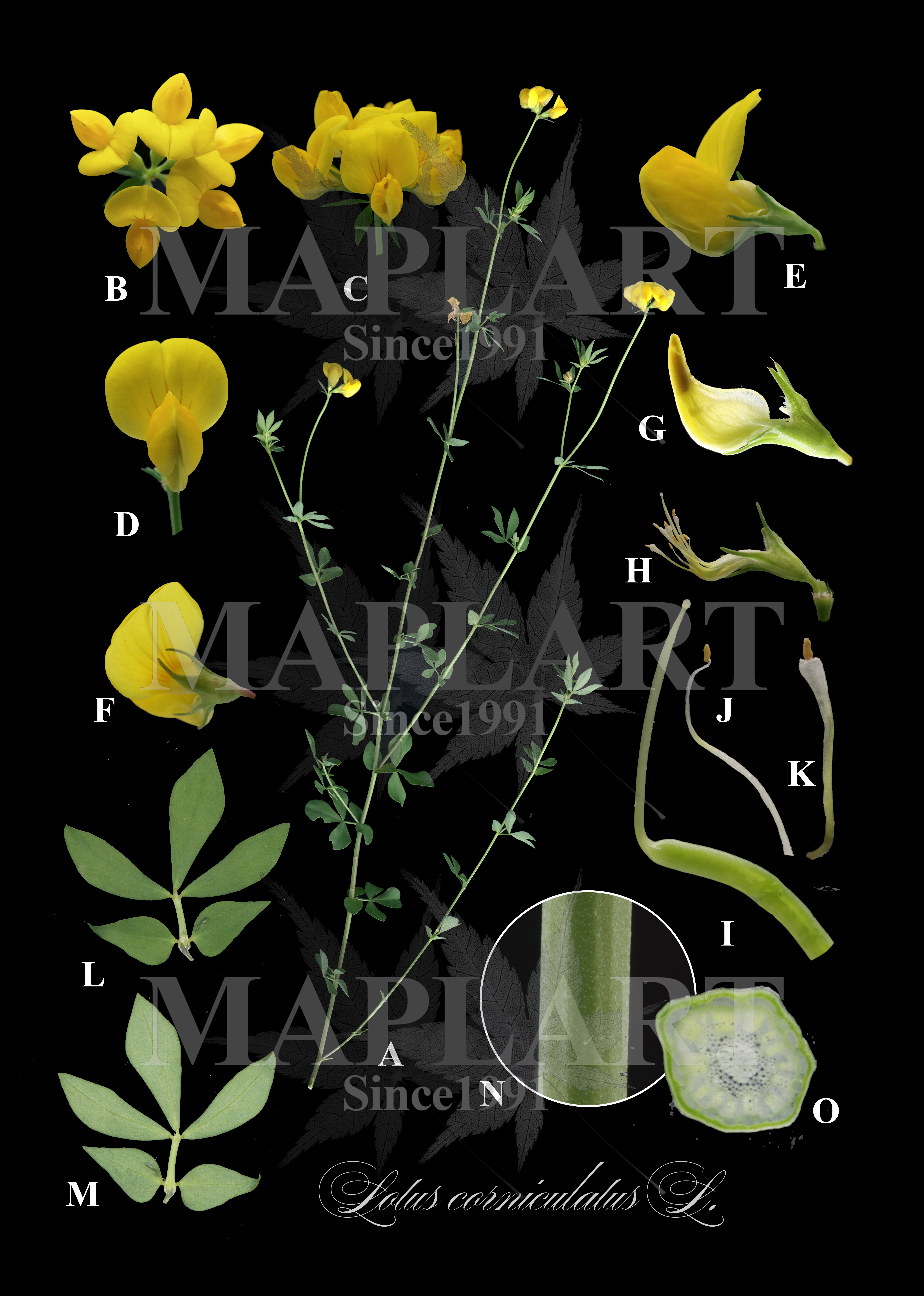 botanical photo