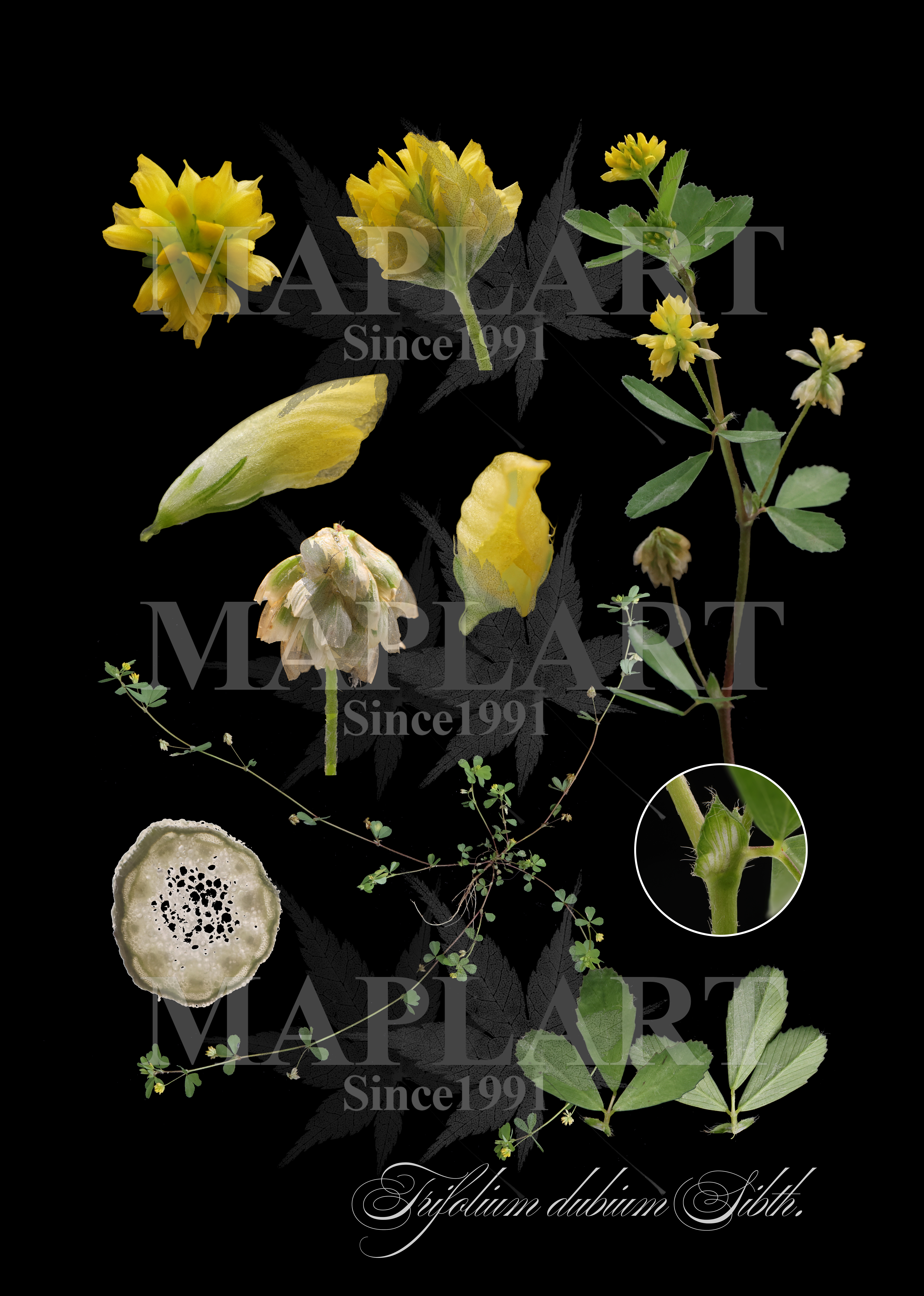 botanical photo