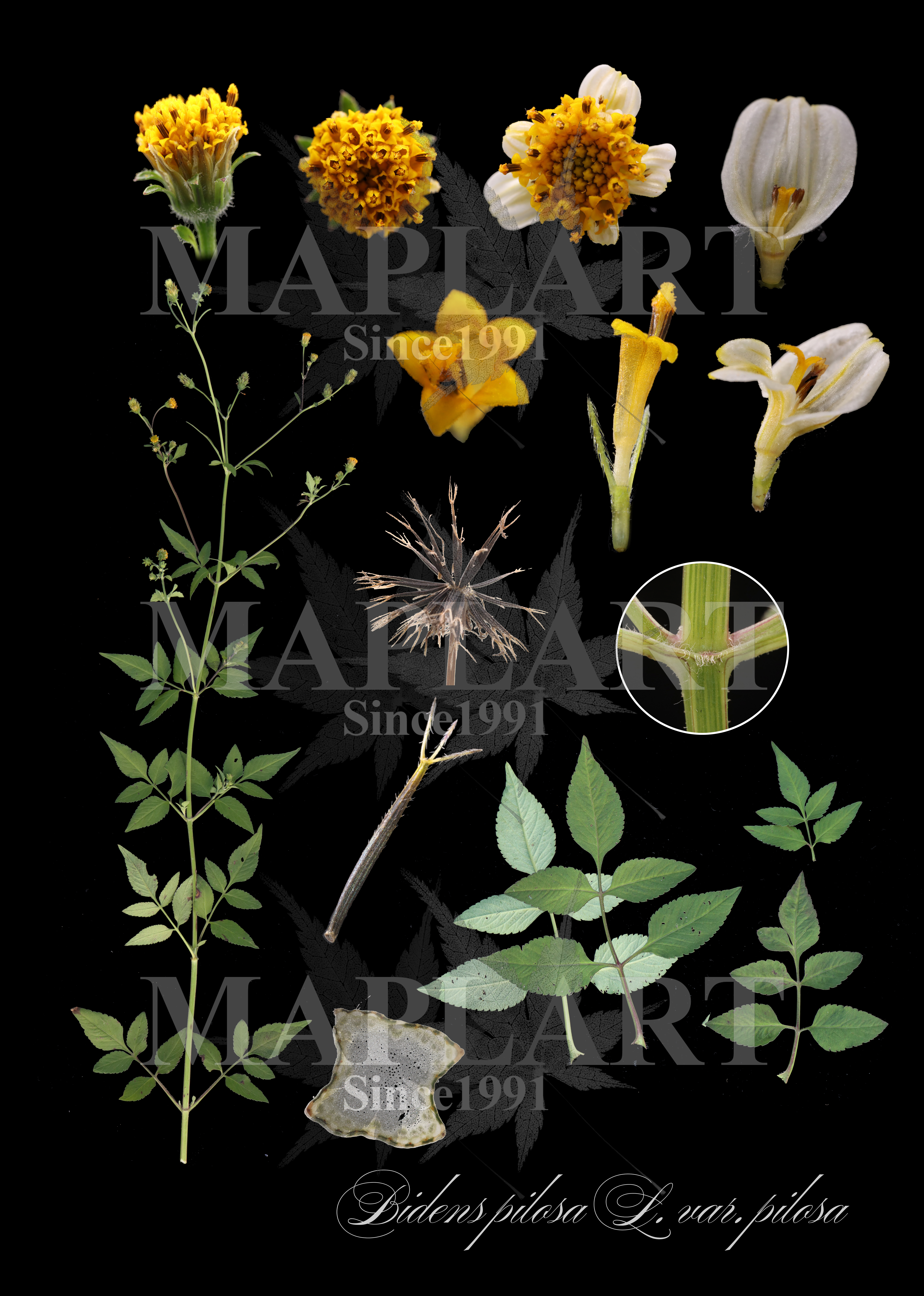 botanical photo