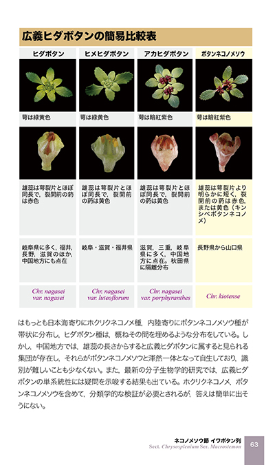 比較表やコラムの紙面例