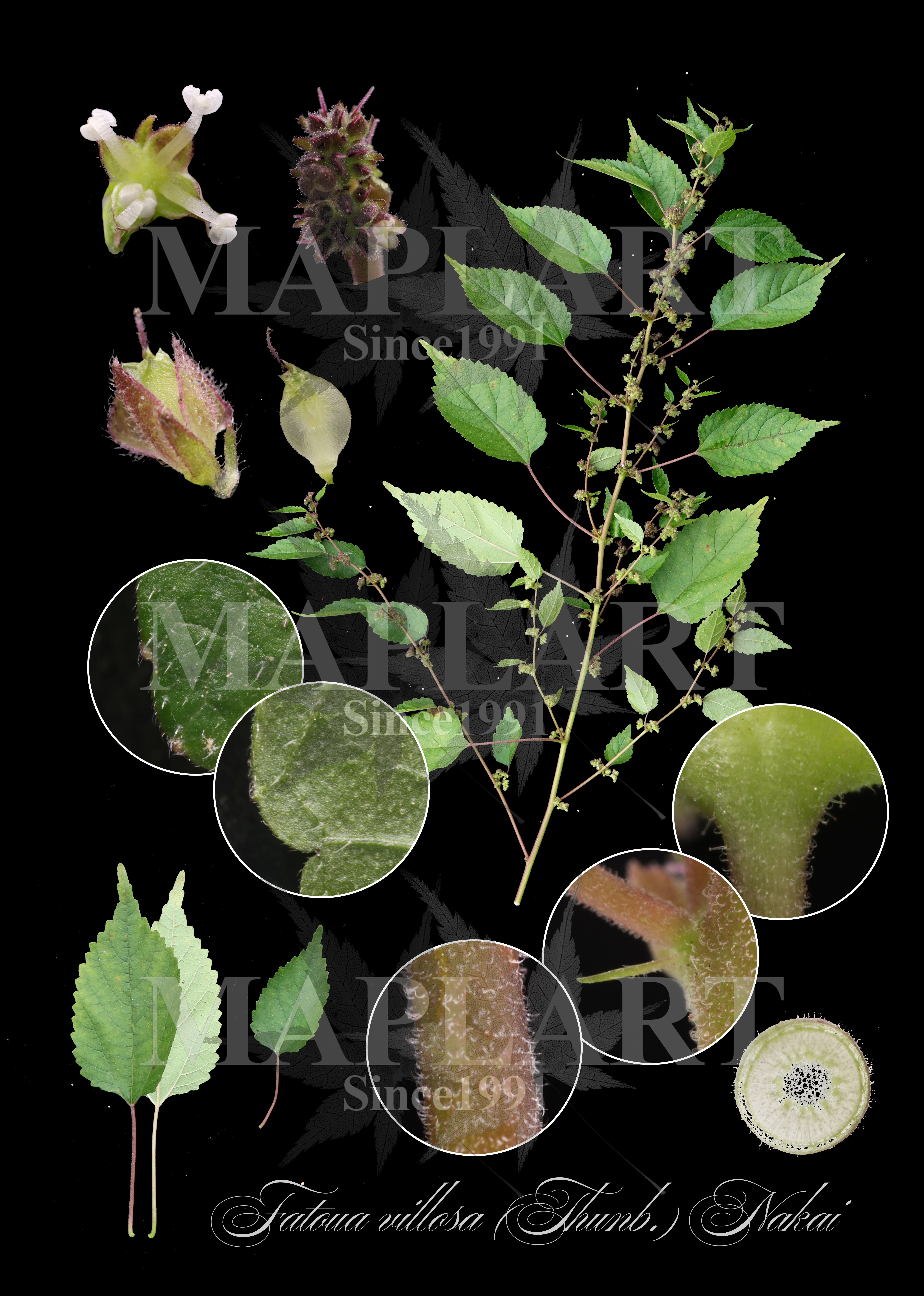 botanical photo