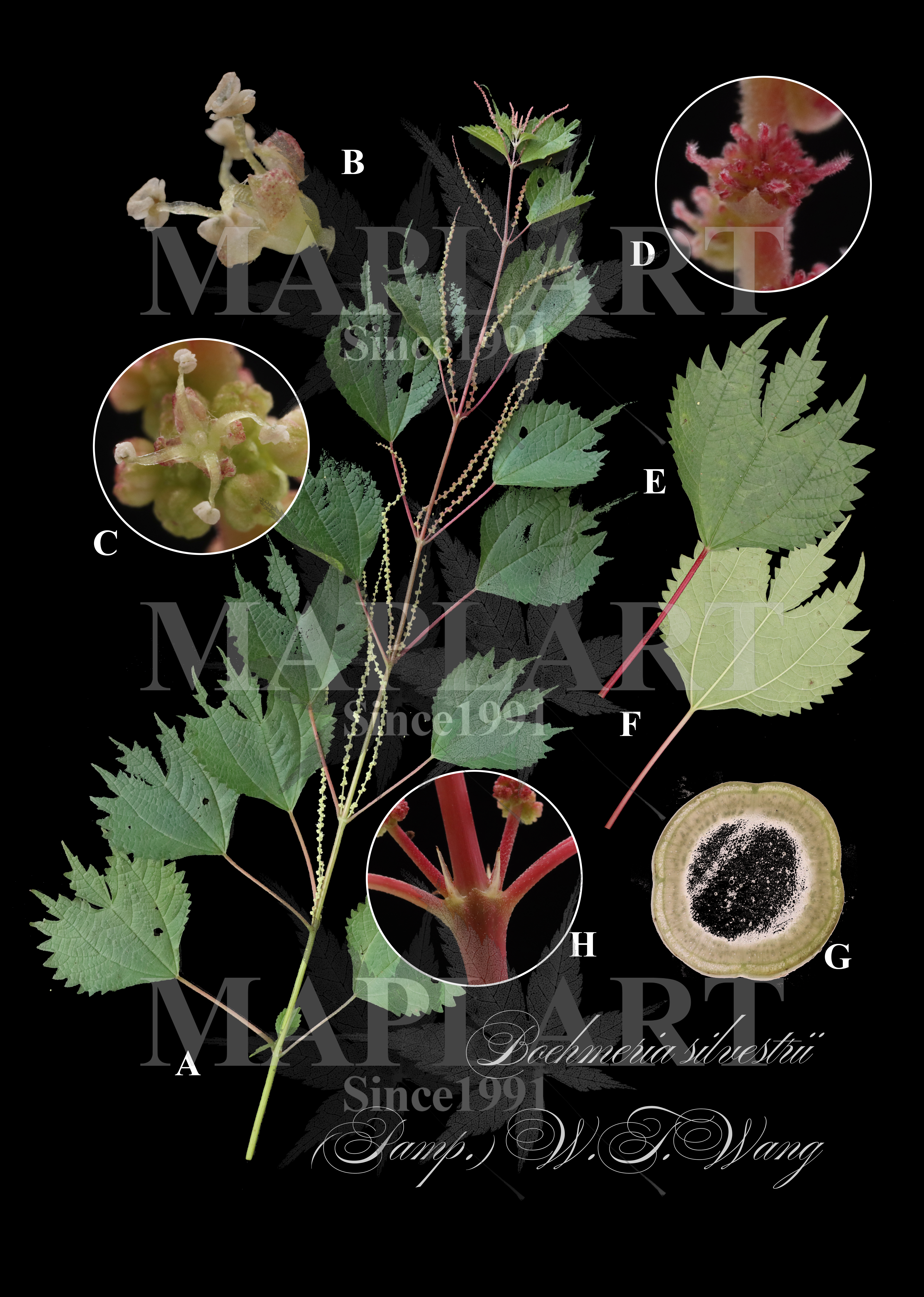 botanical photo