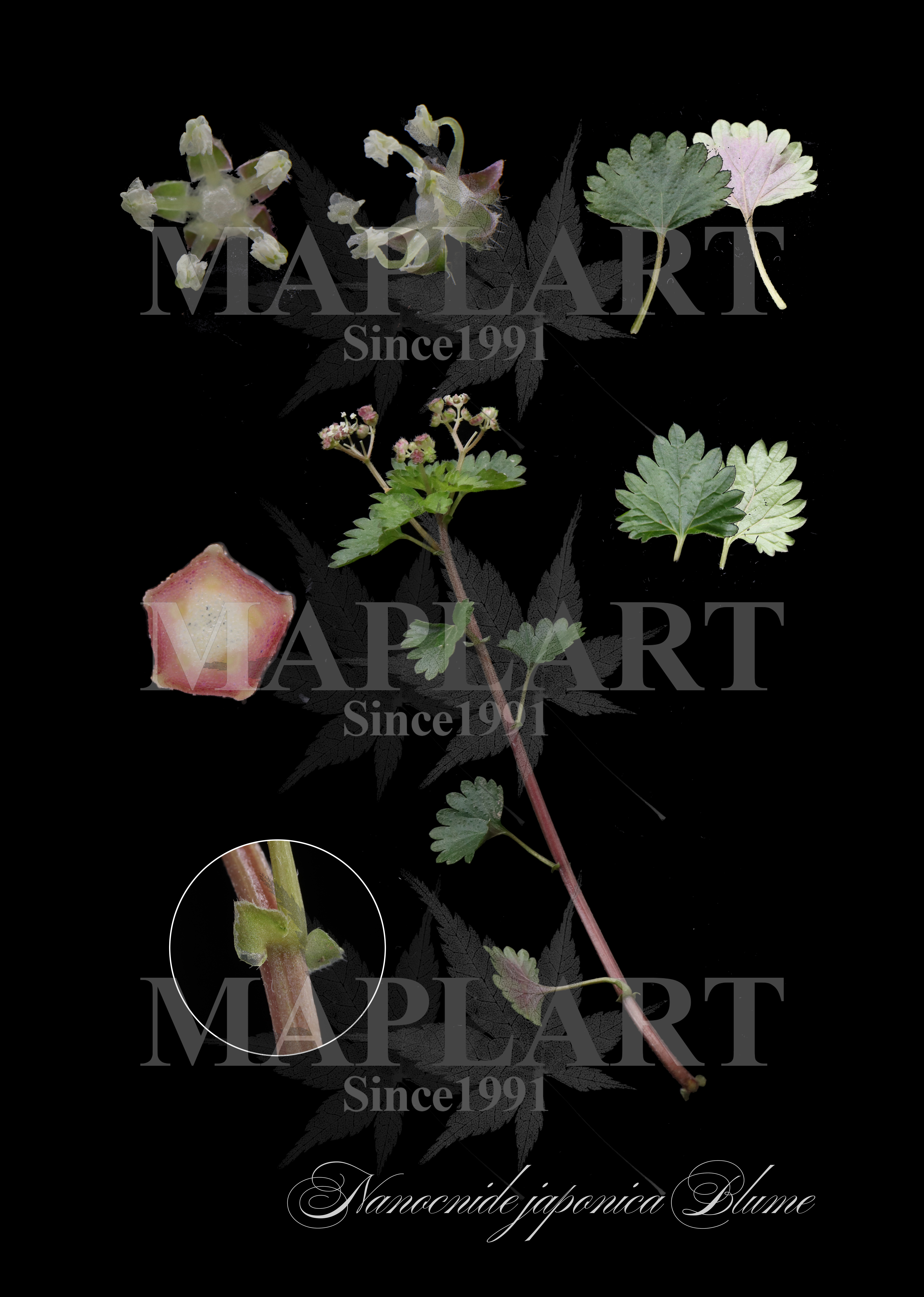 botanical photo