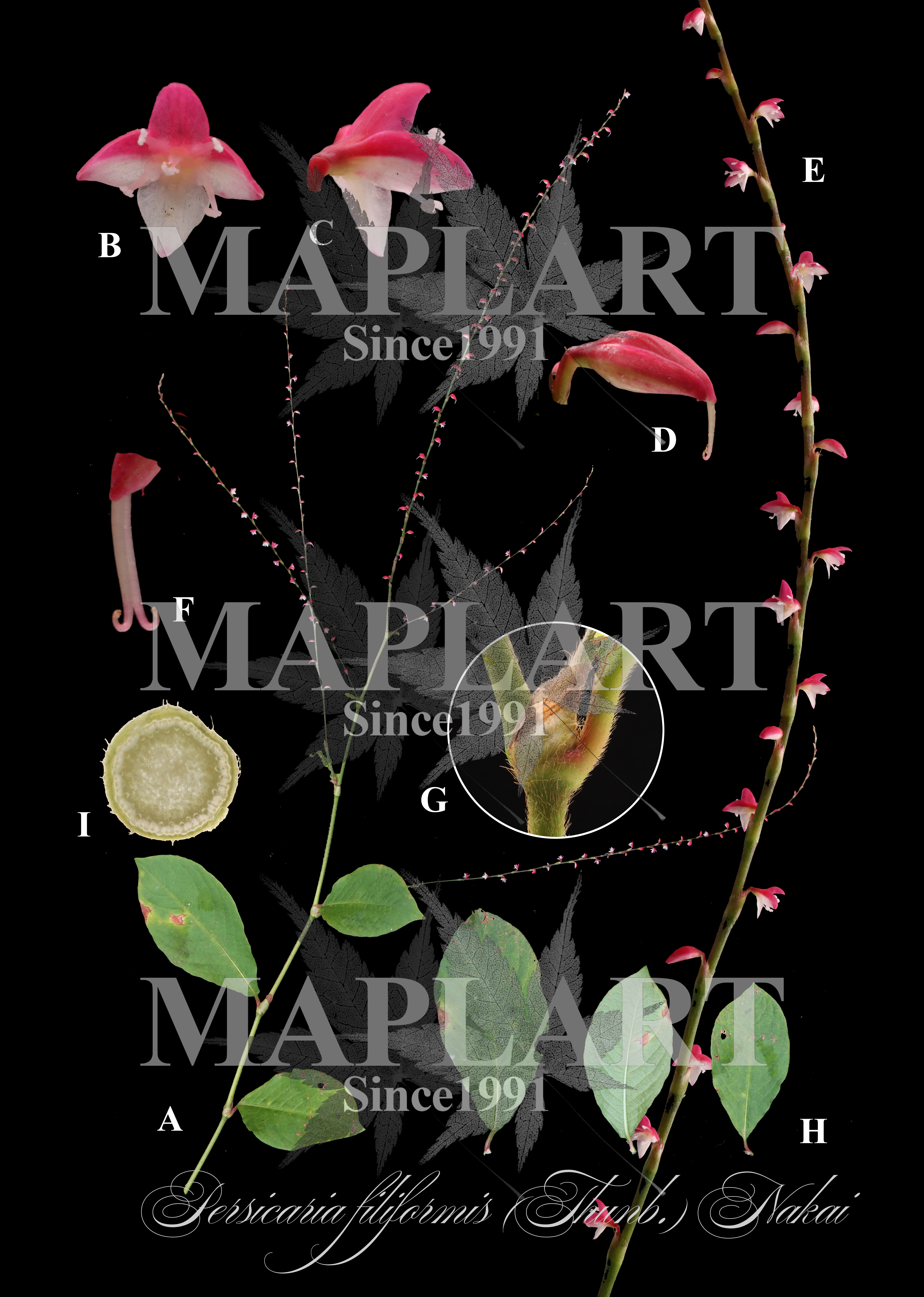botanical photo