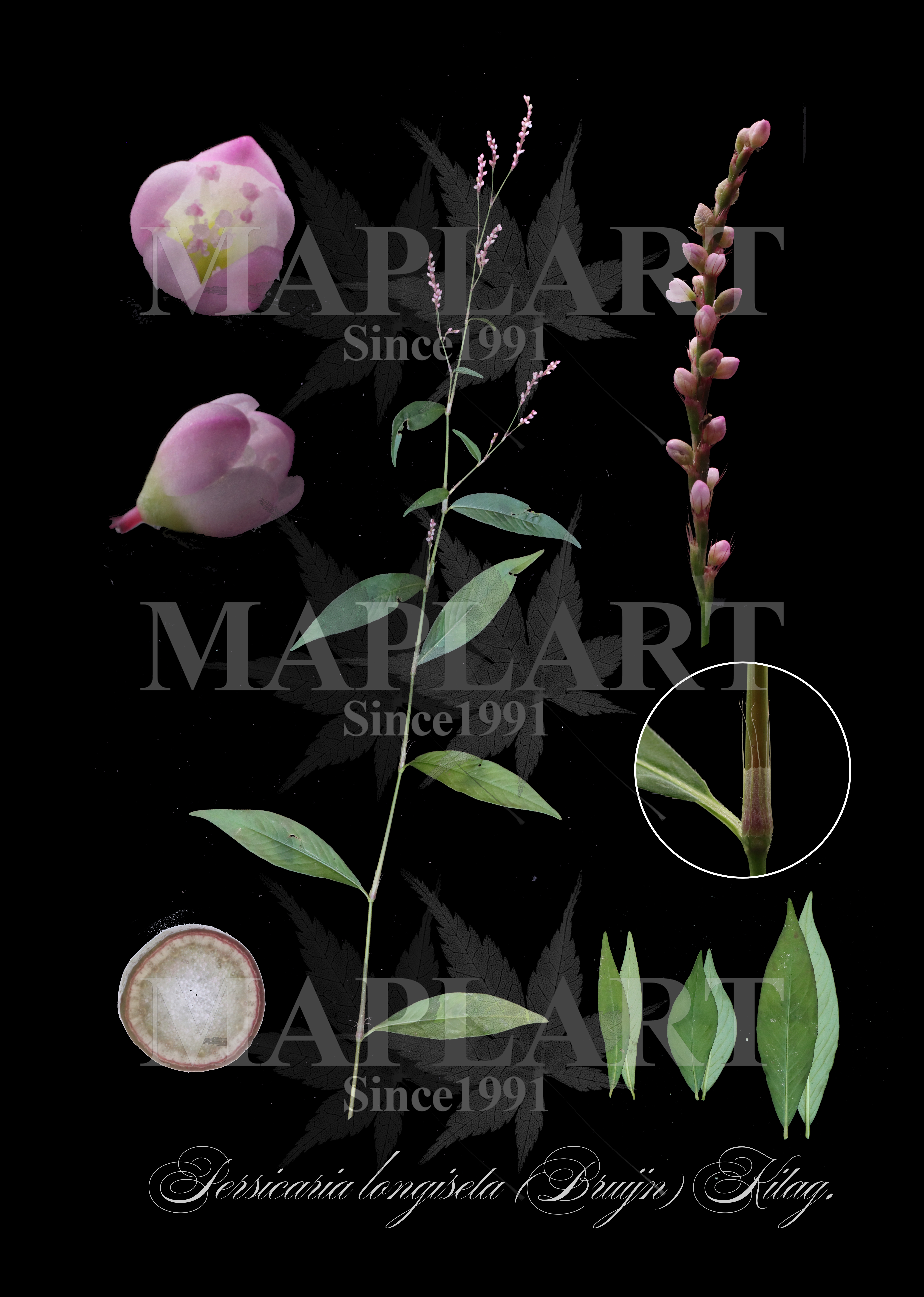 botanical photo