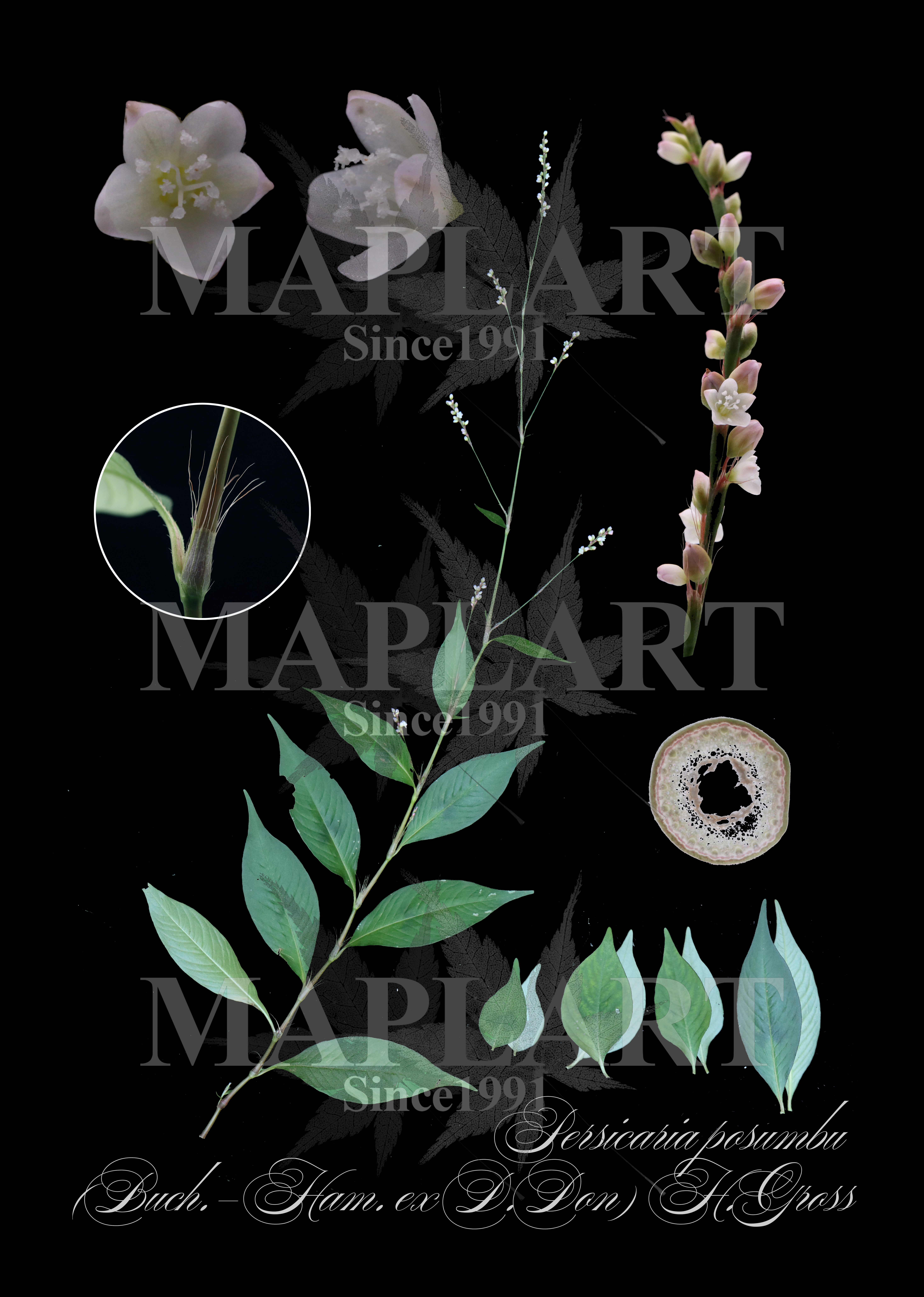 botanical photo