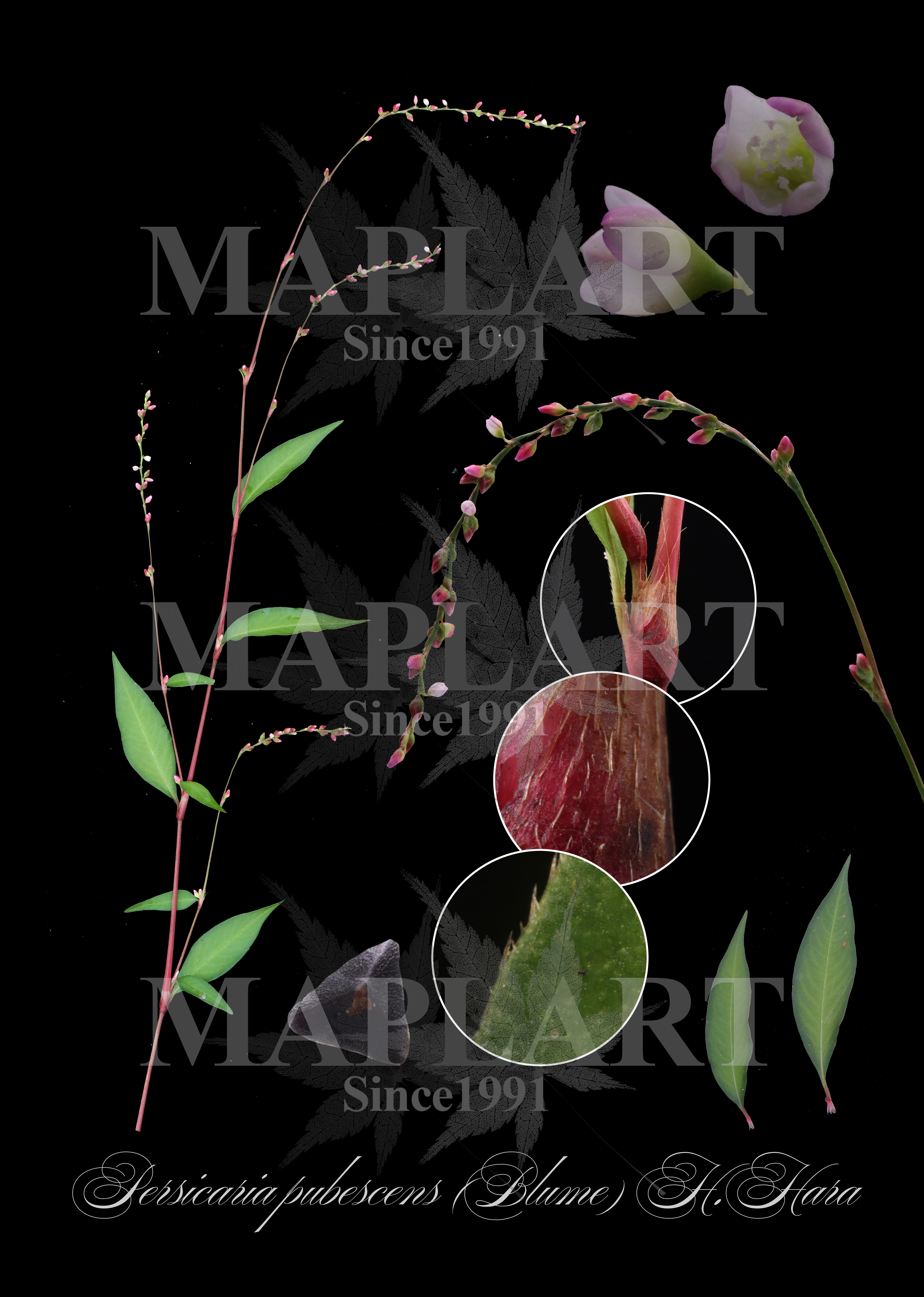 botanical photo