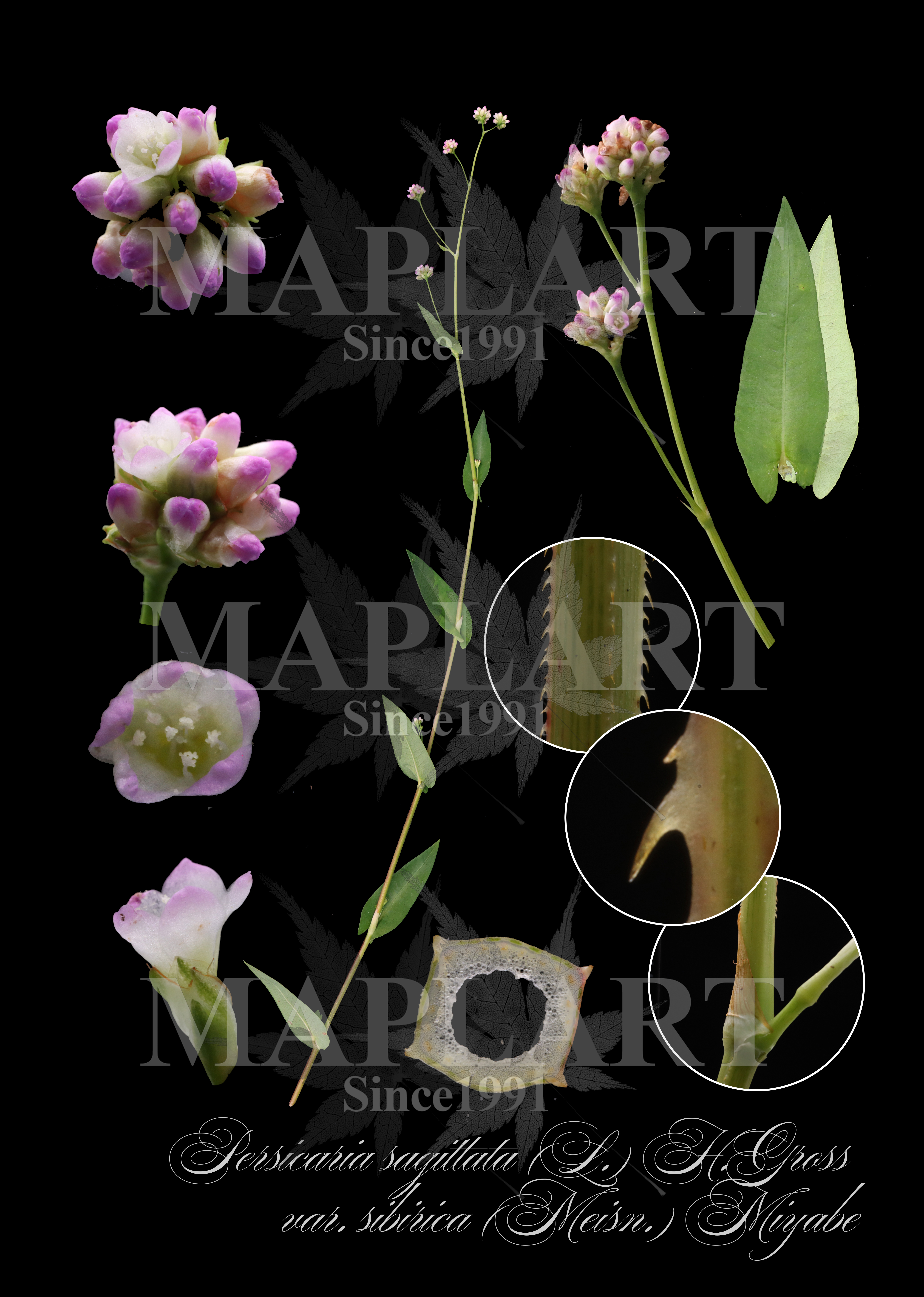botanical photo