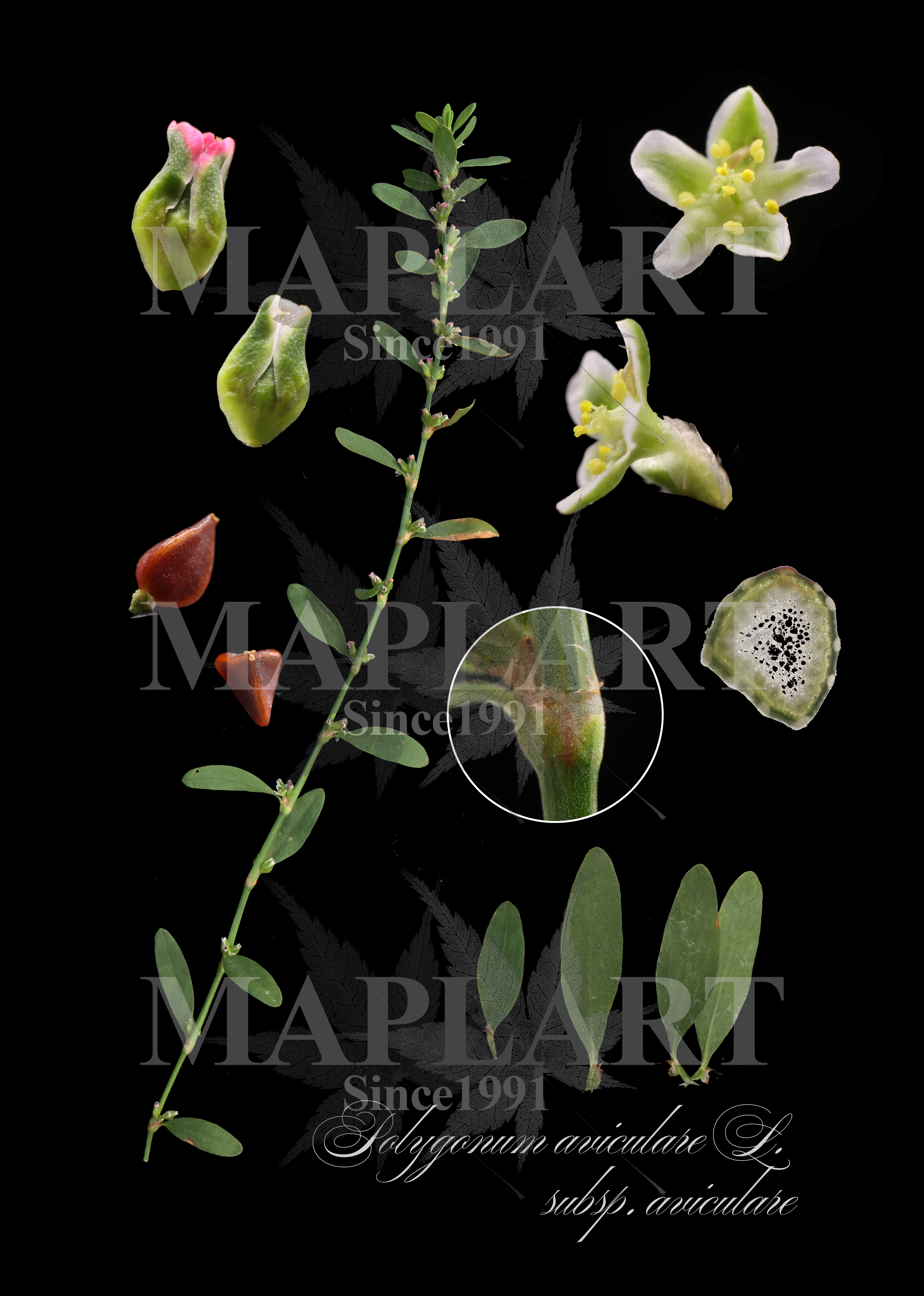botanical photo