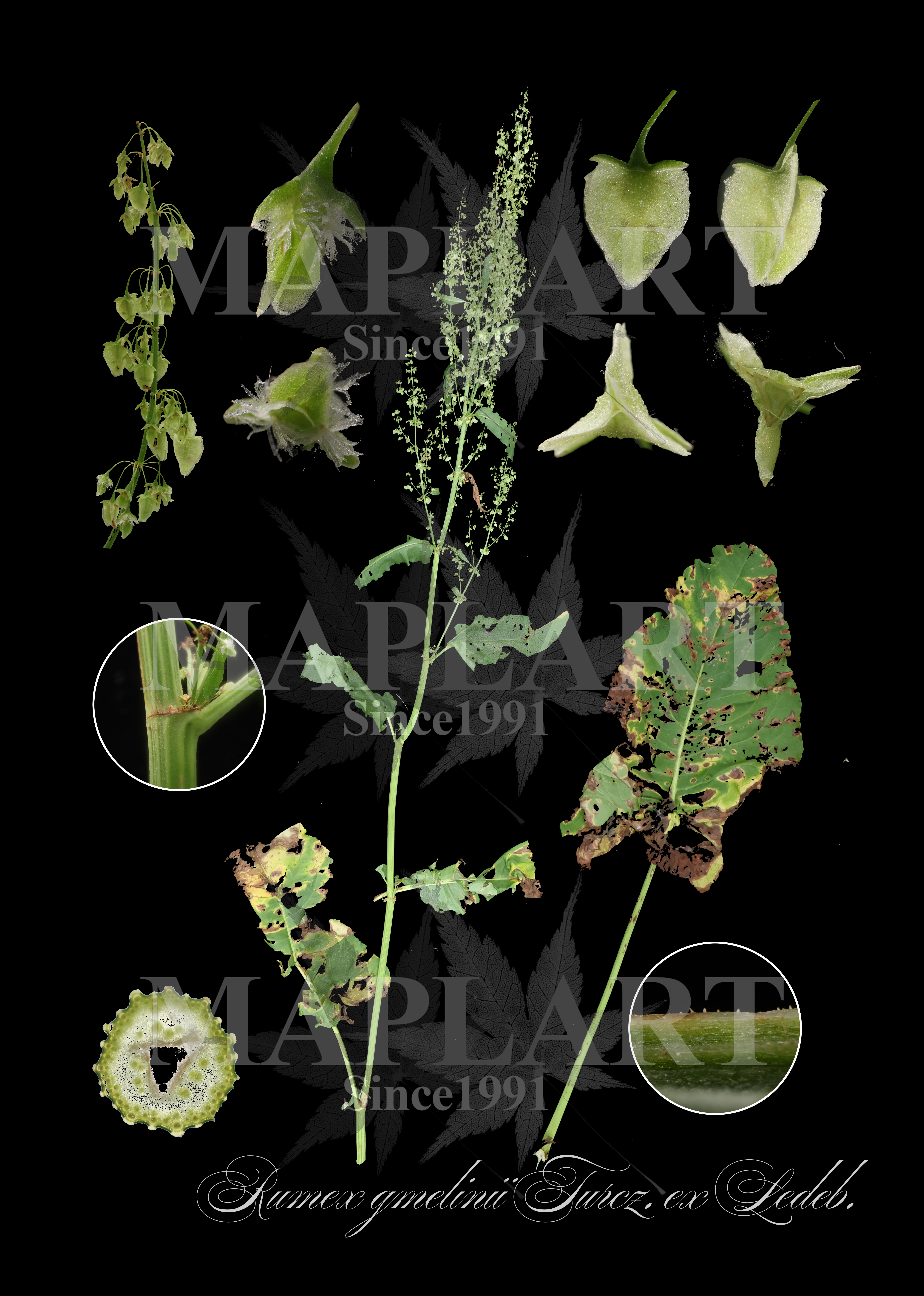 botanical photo