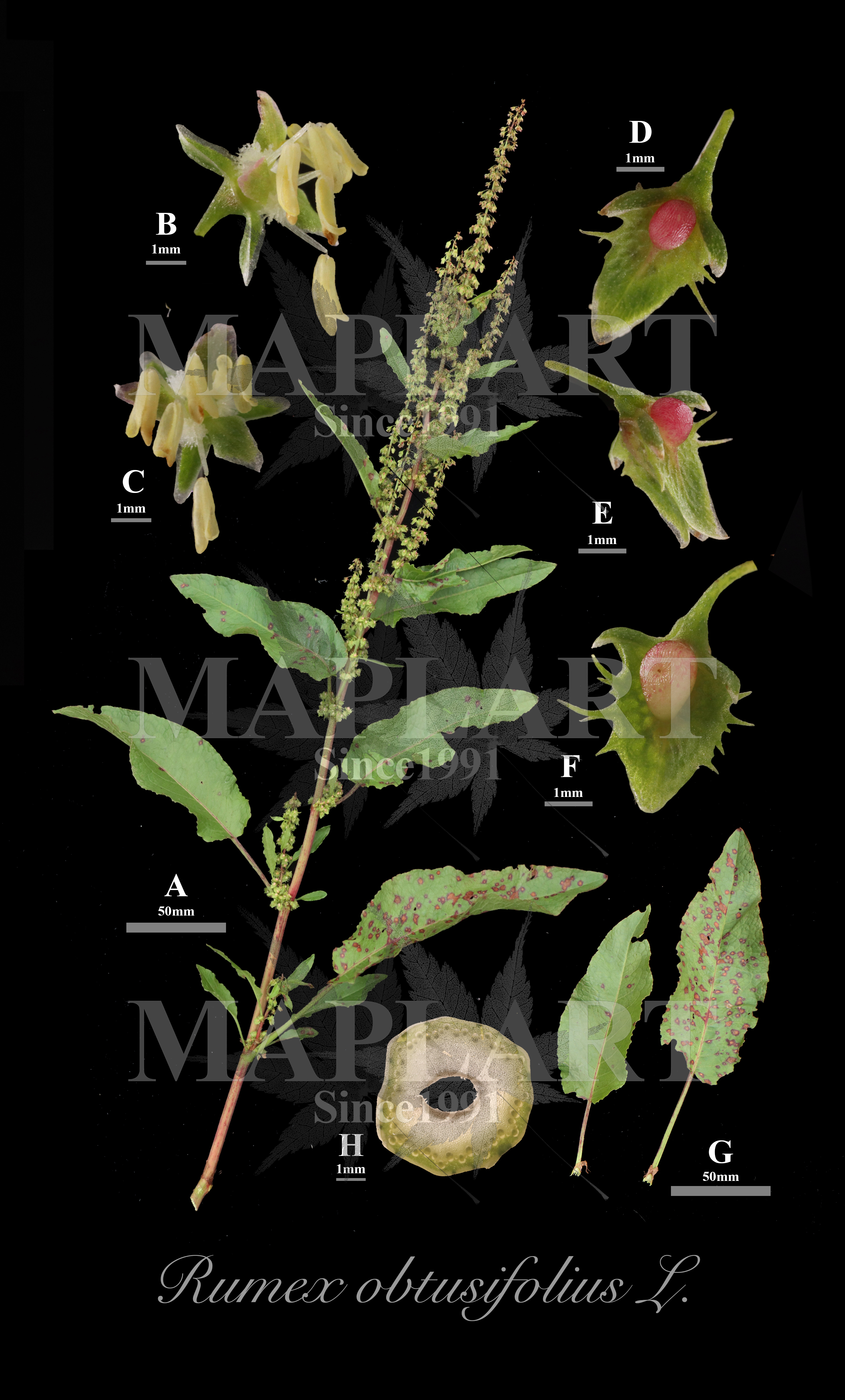 botanical photo