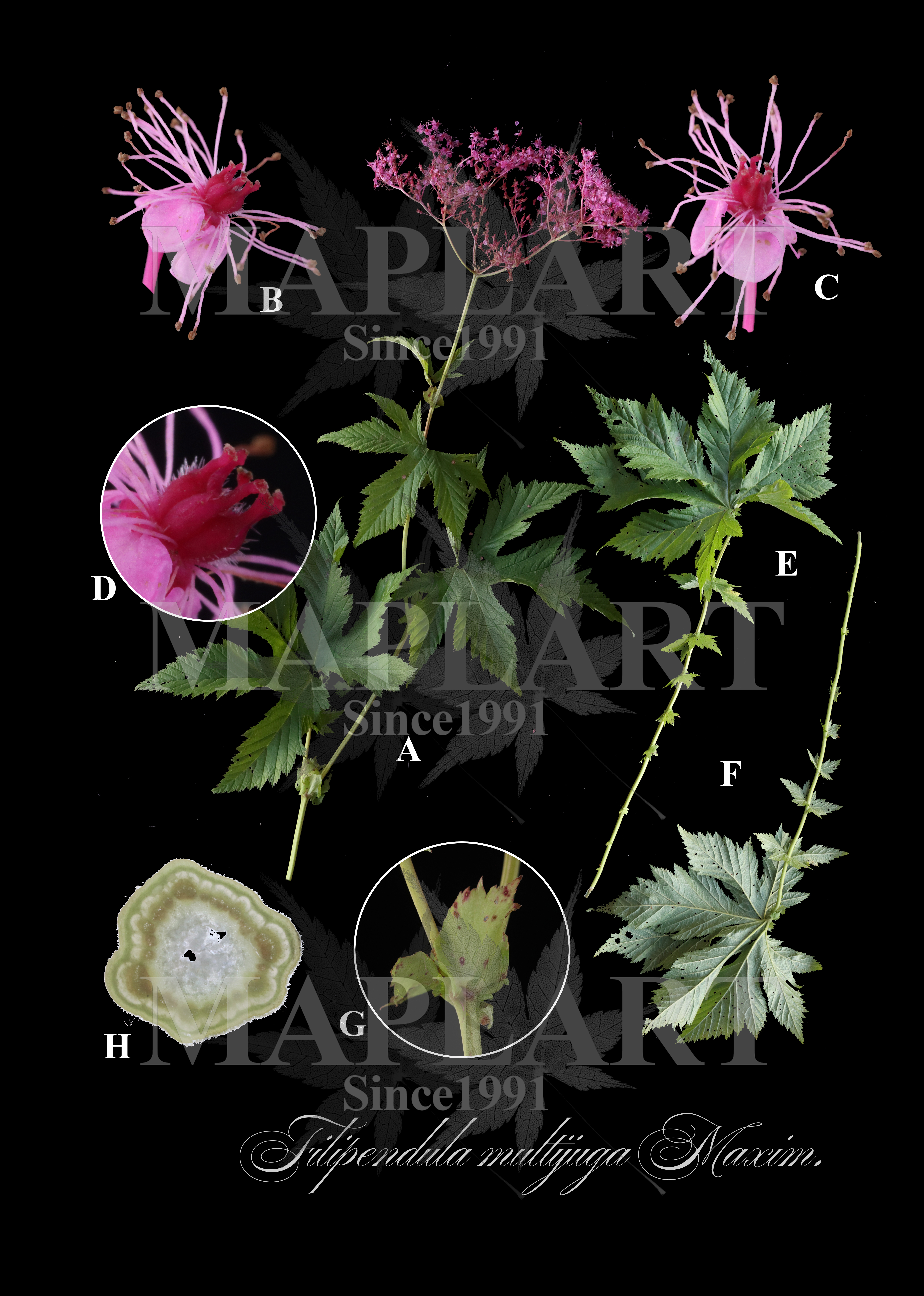 botanical photo