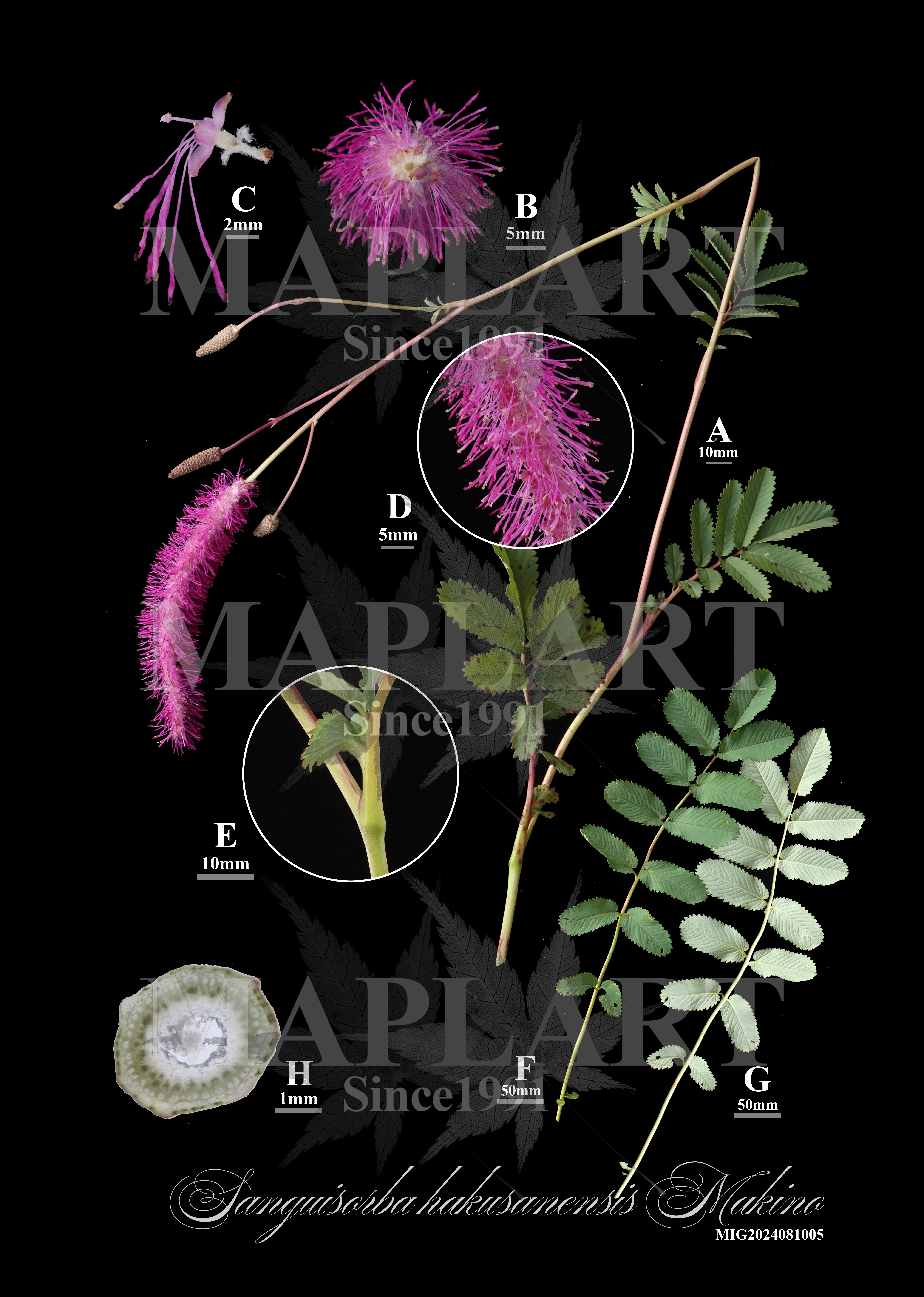 botanical photo