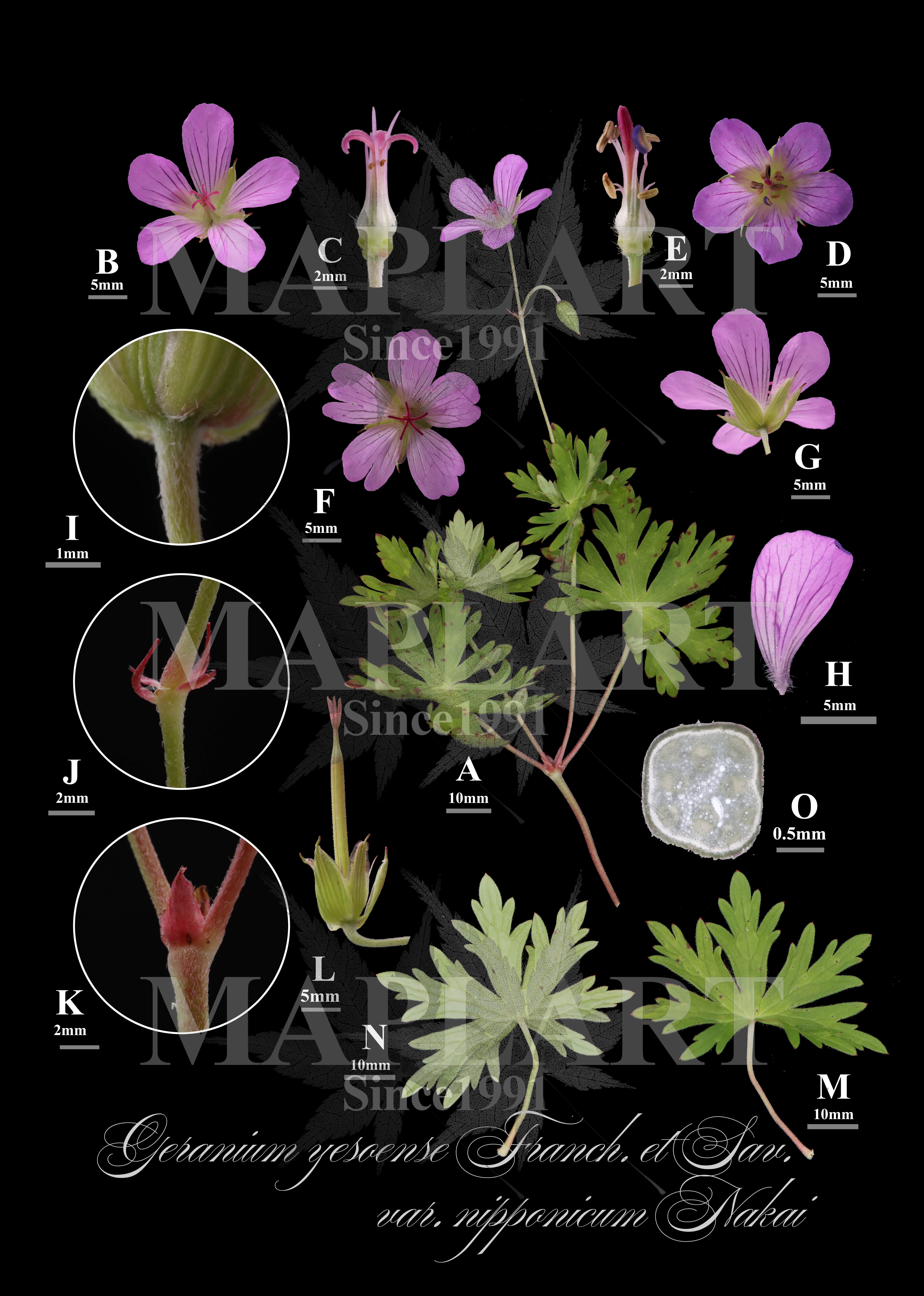 botanical photo