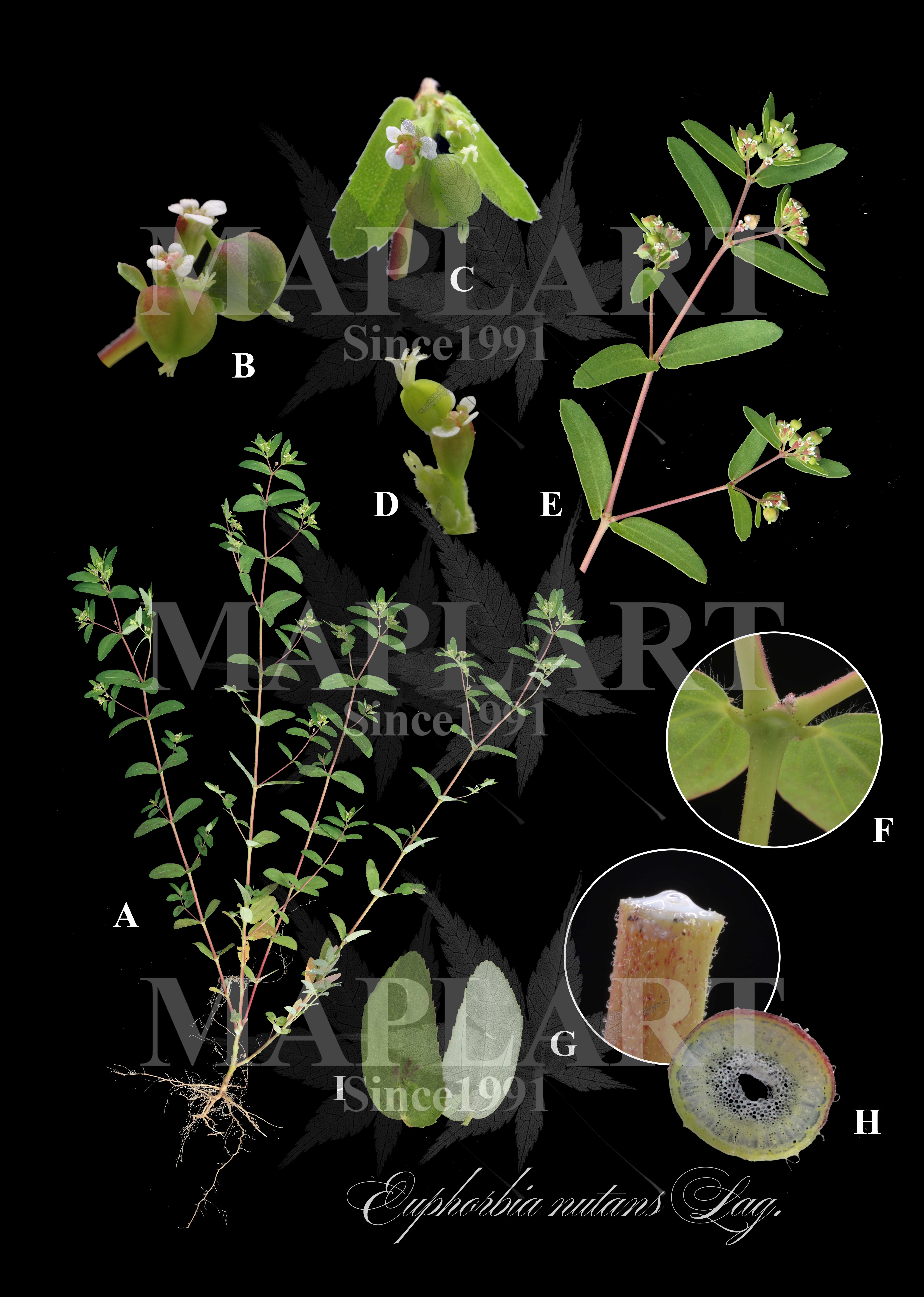 botanical photo
