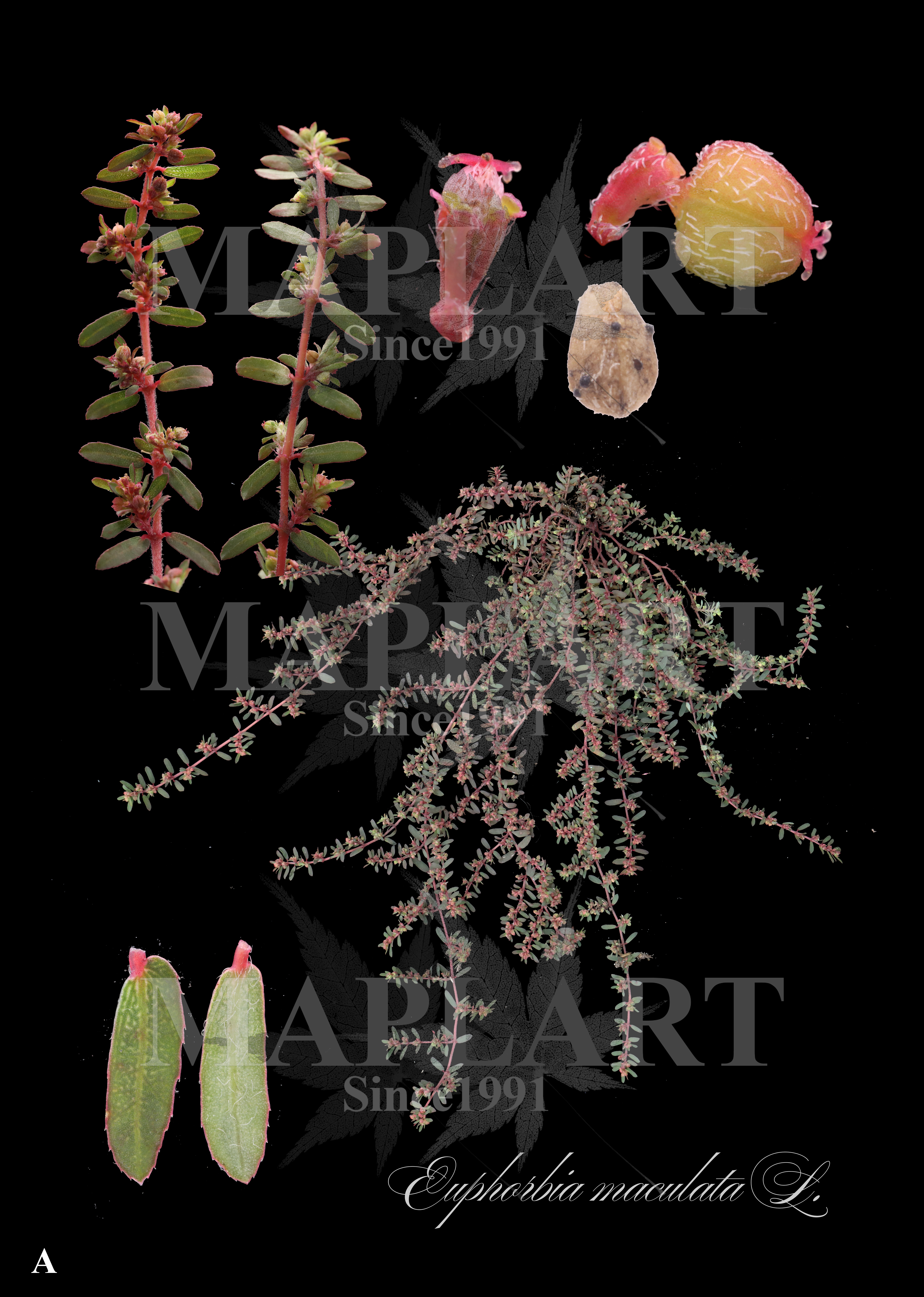 botanical photo