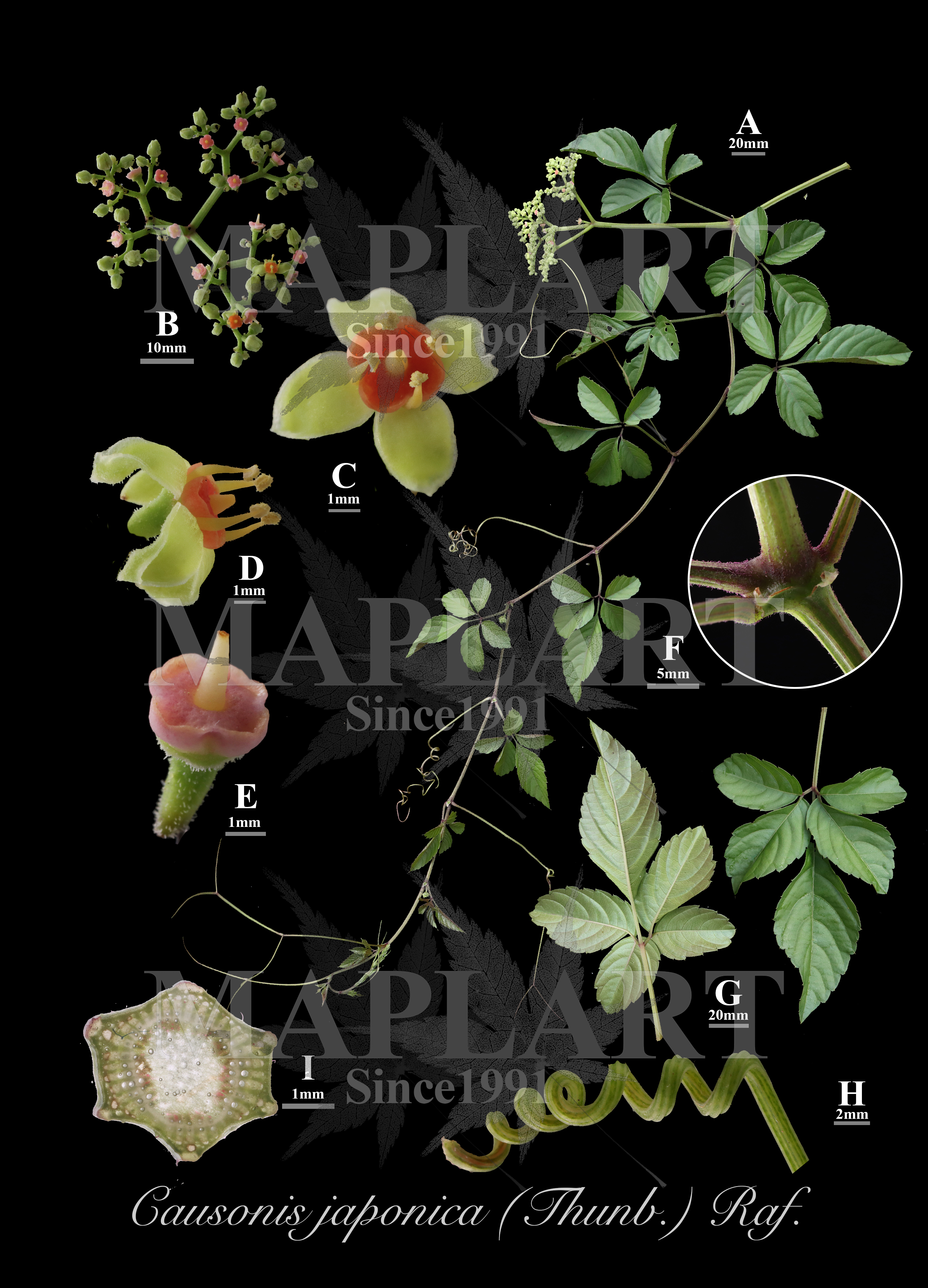 botanical photo