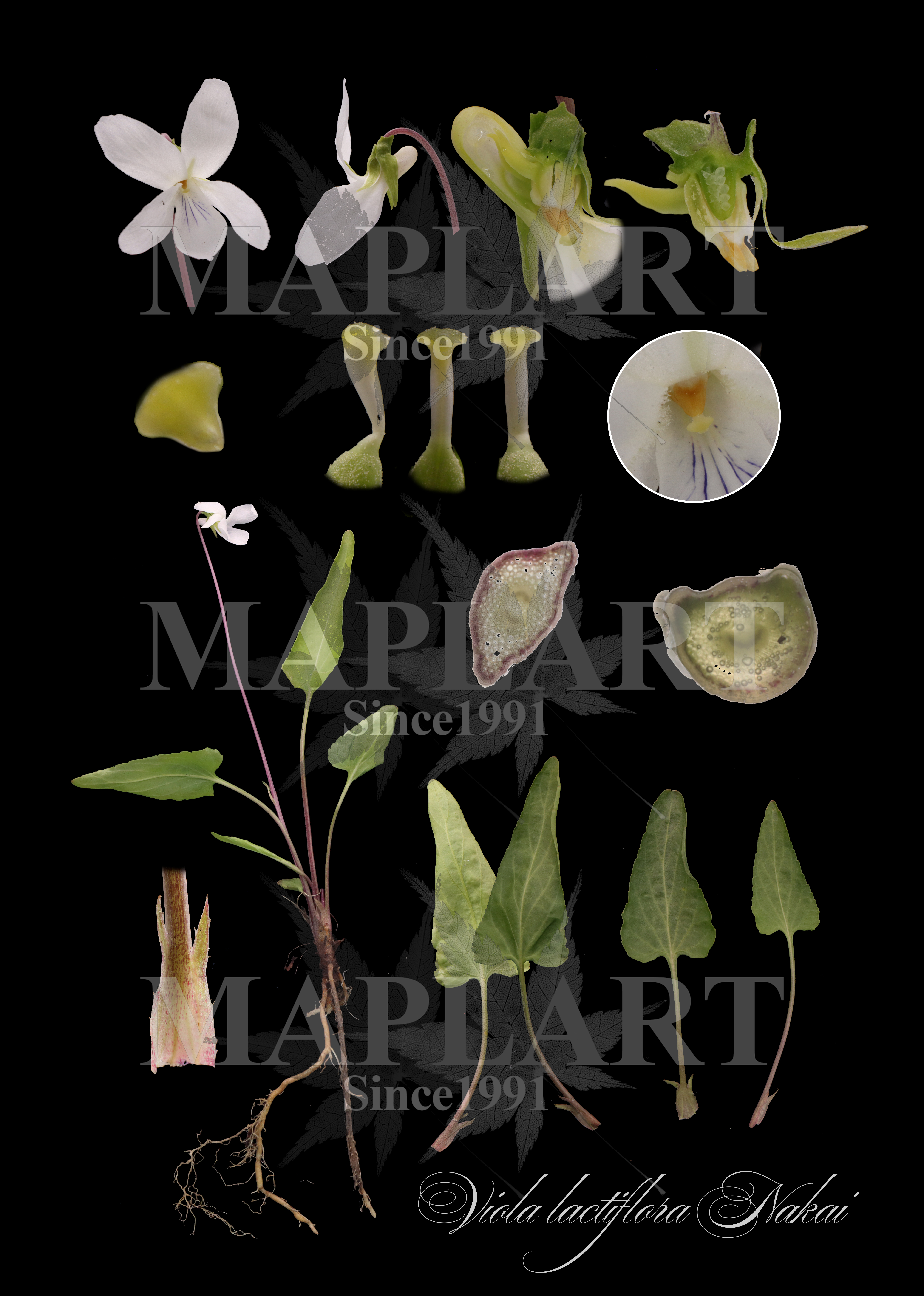 botanical photo