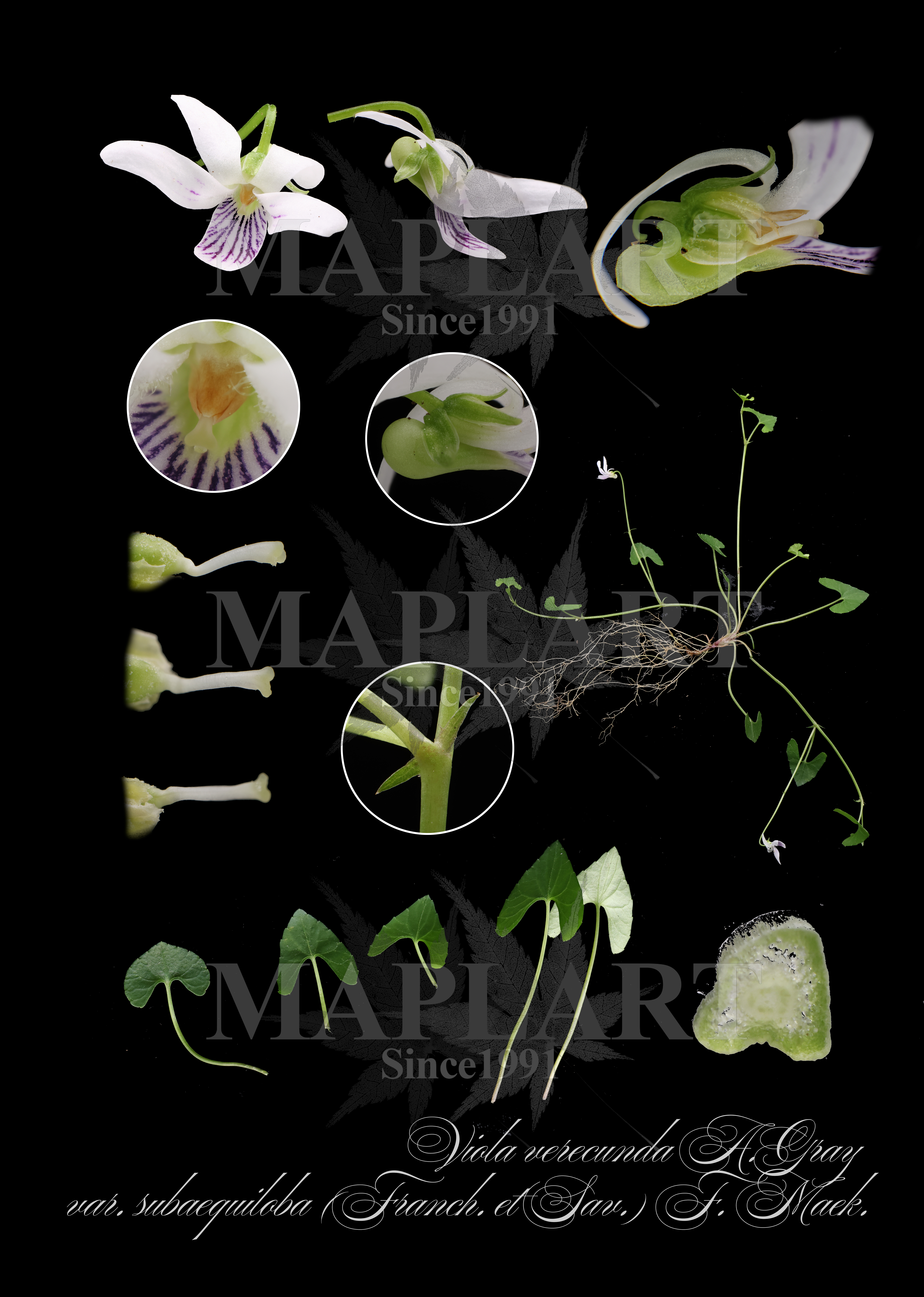 botanical photo