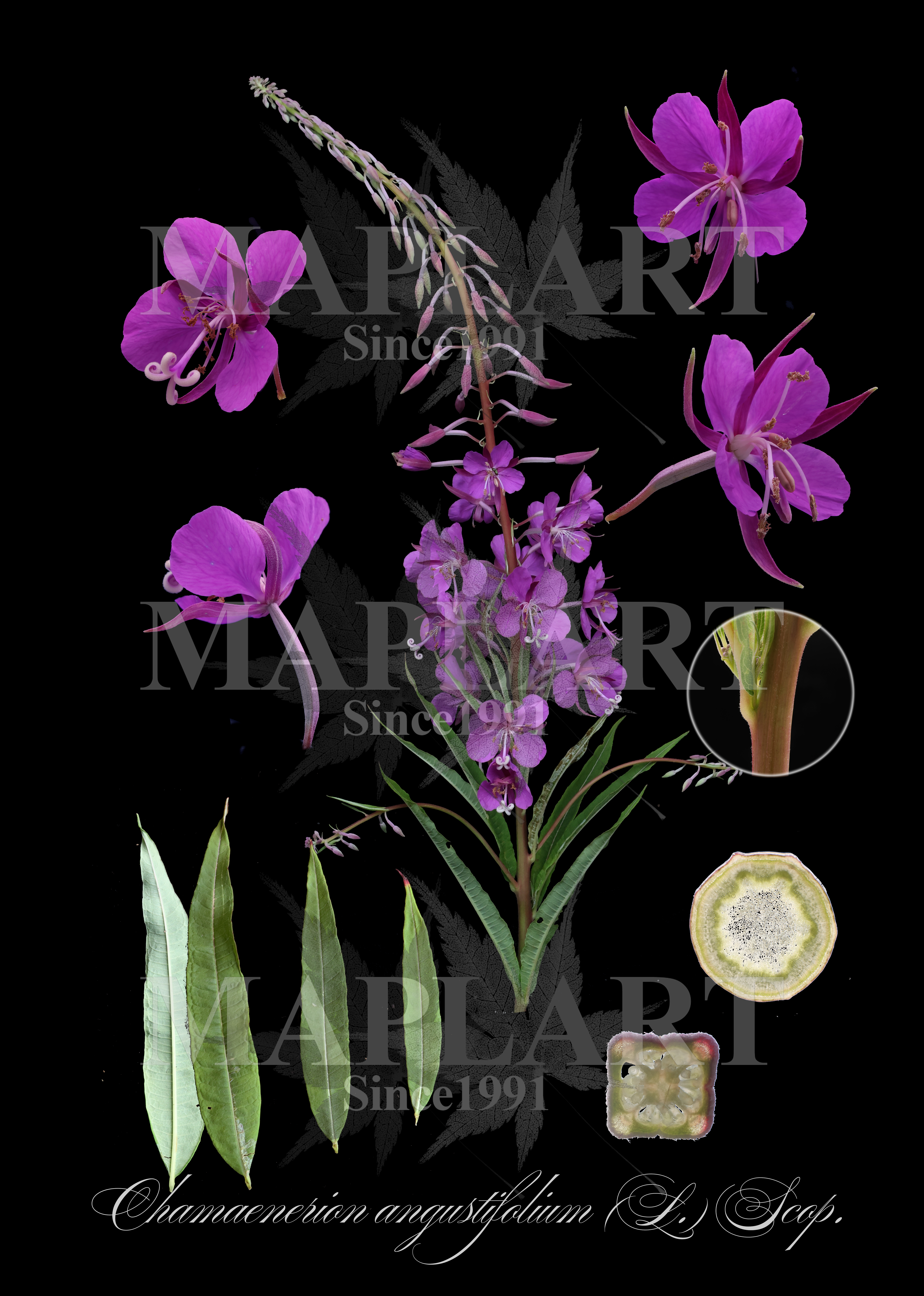 botanical photo
