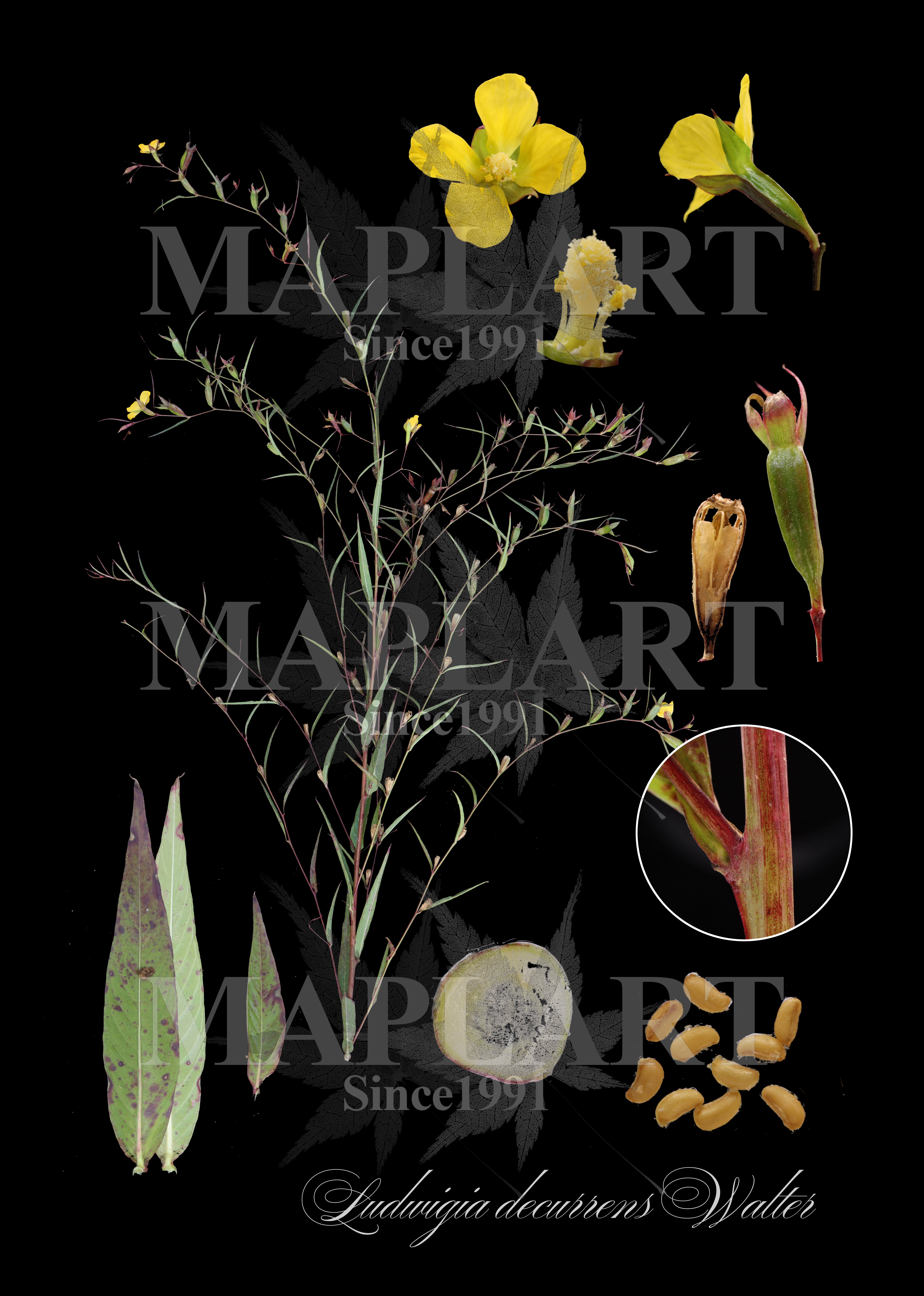 botanical photo