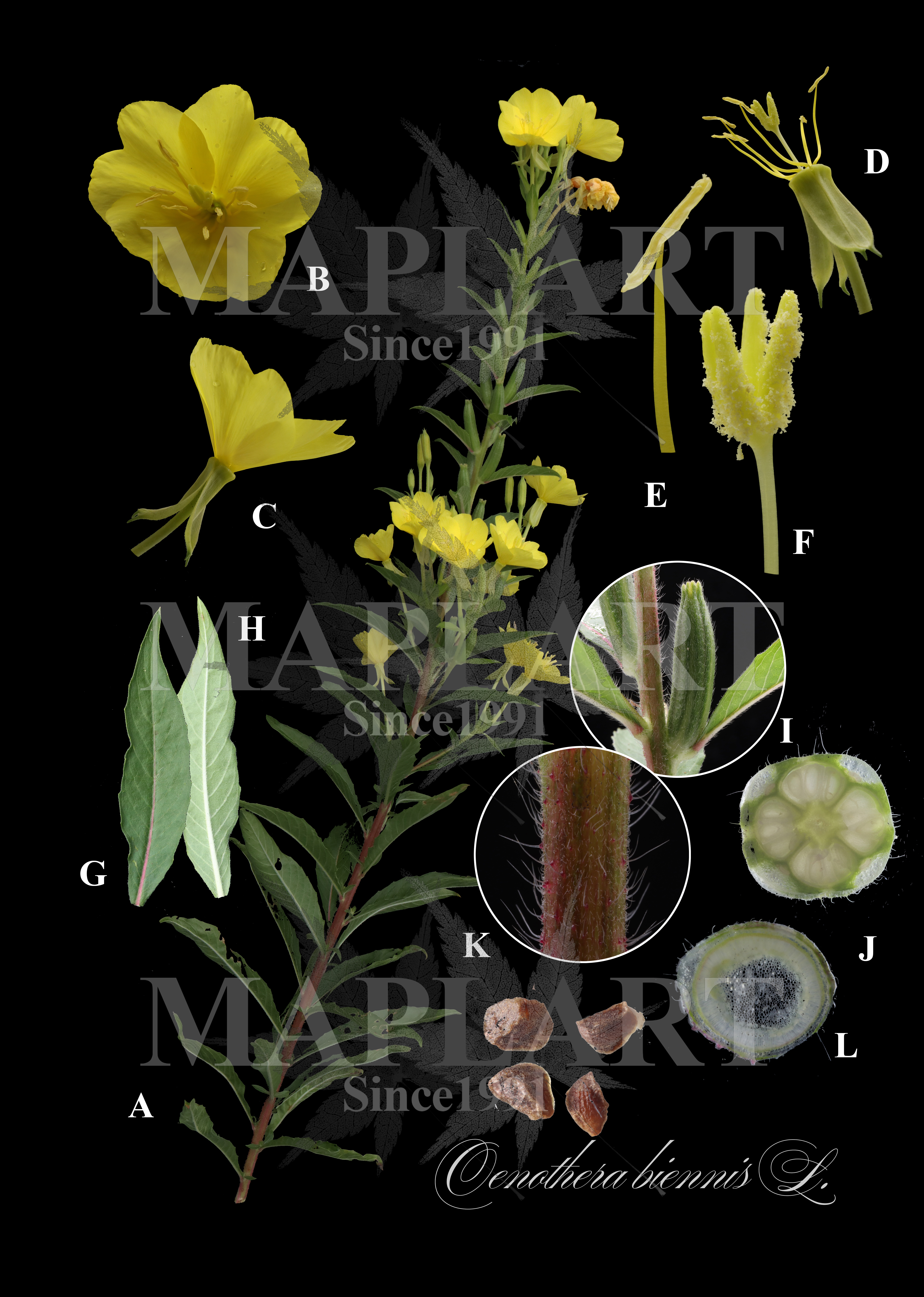 botanical photo