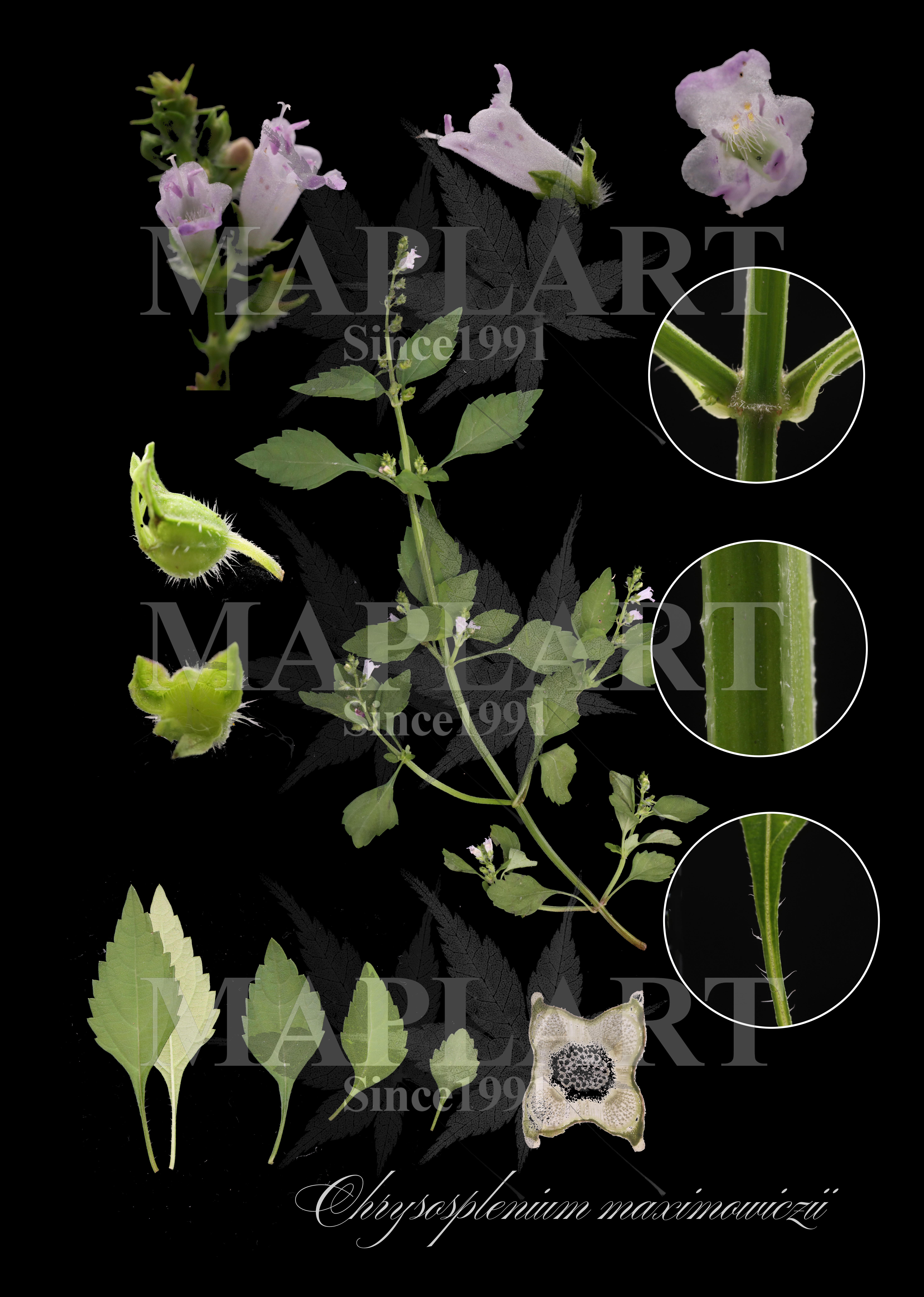 botanical photo