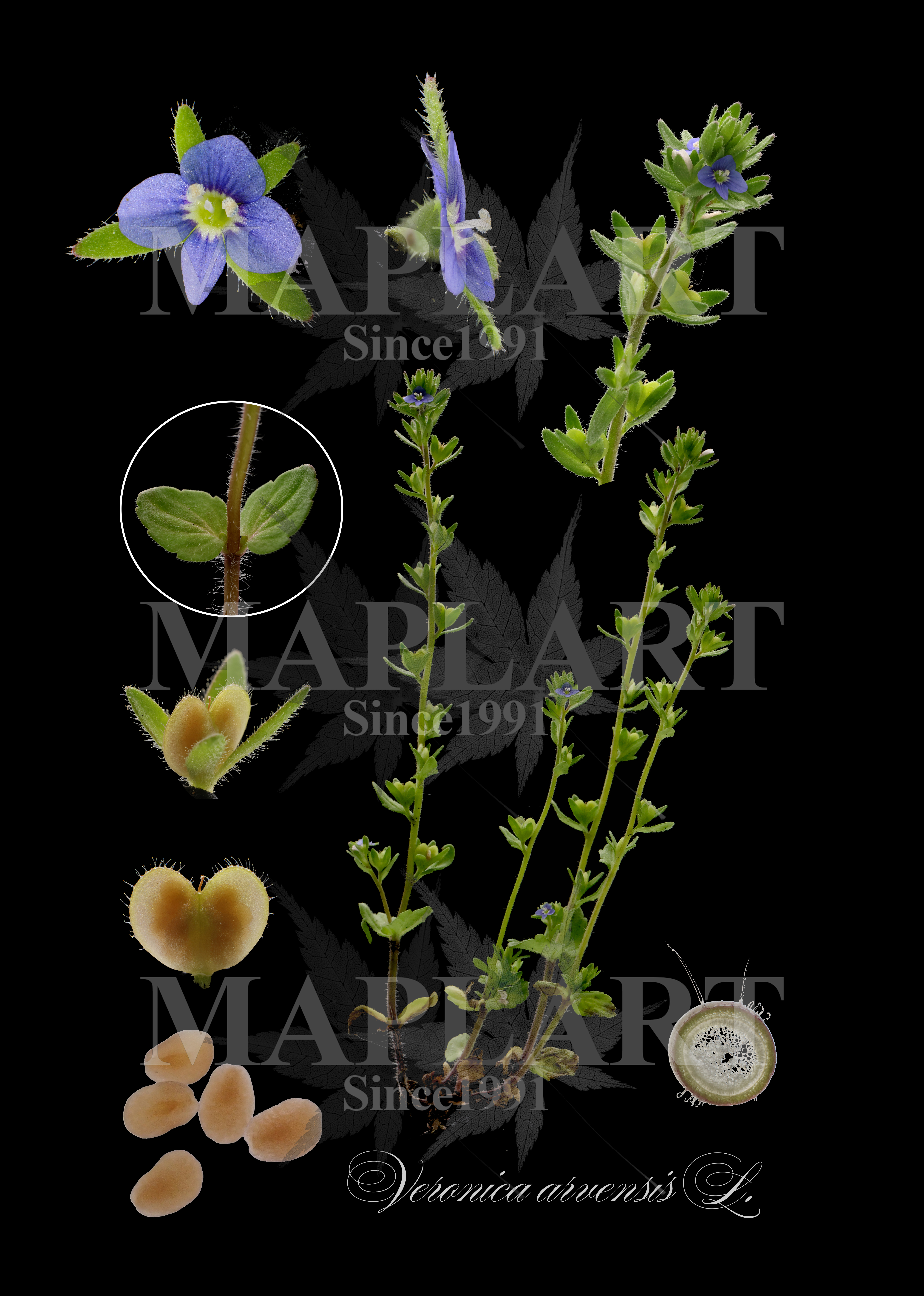 botanical photo