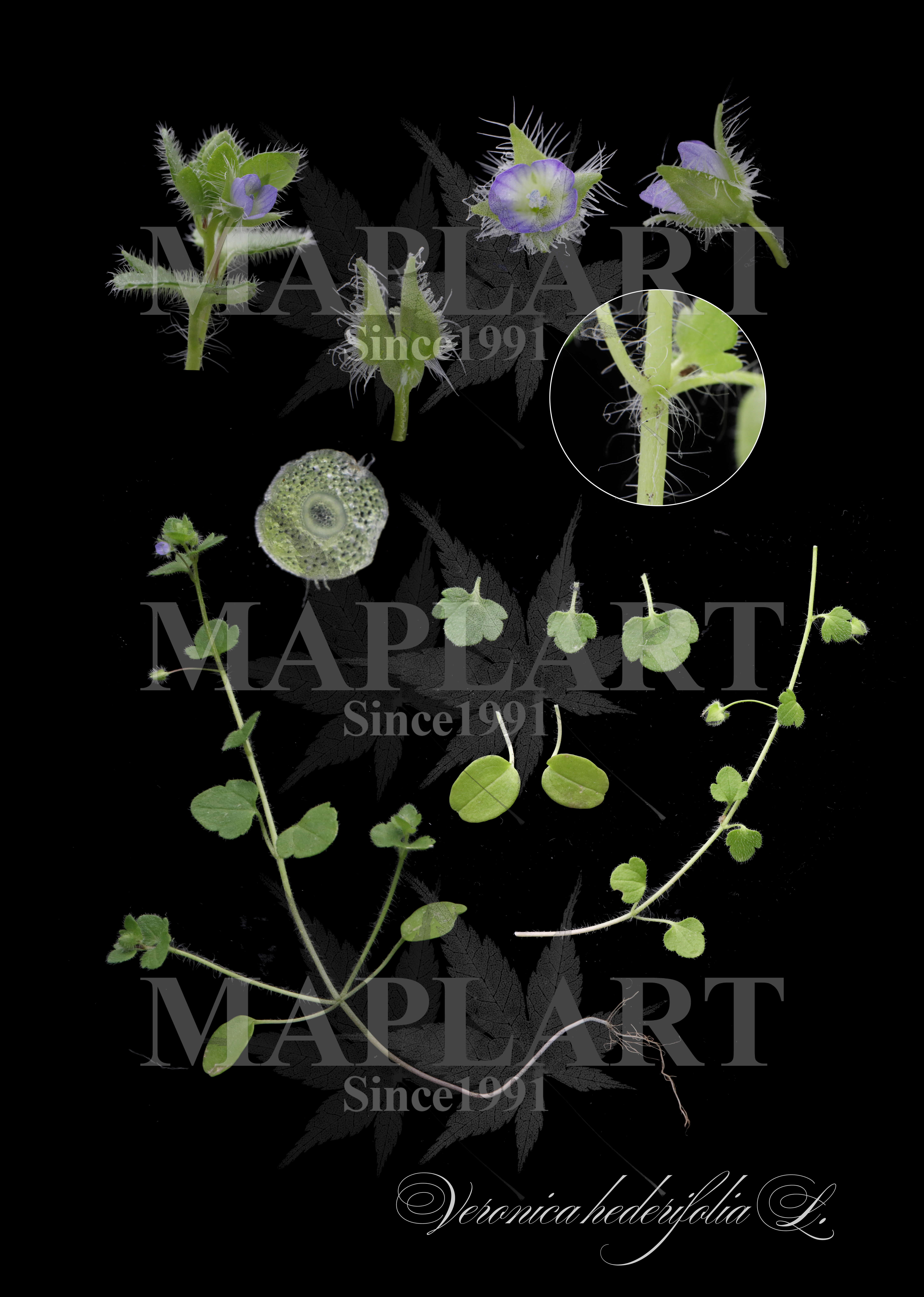 botanical photo