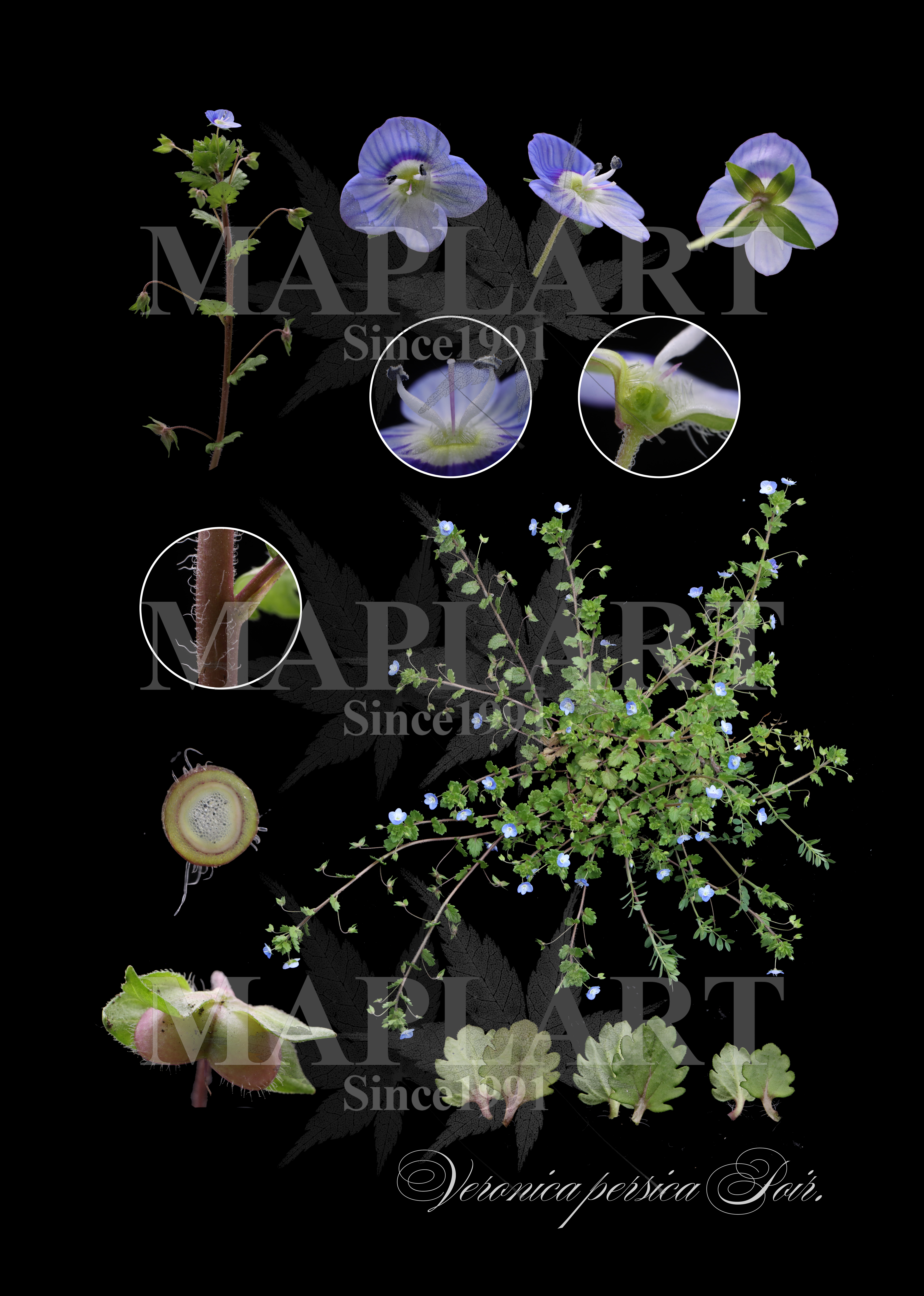 botanical photo