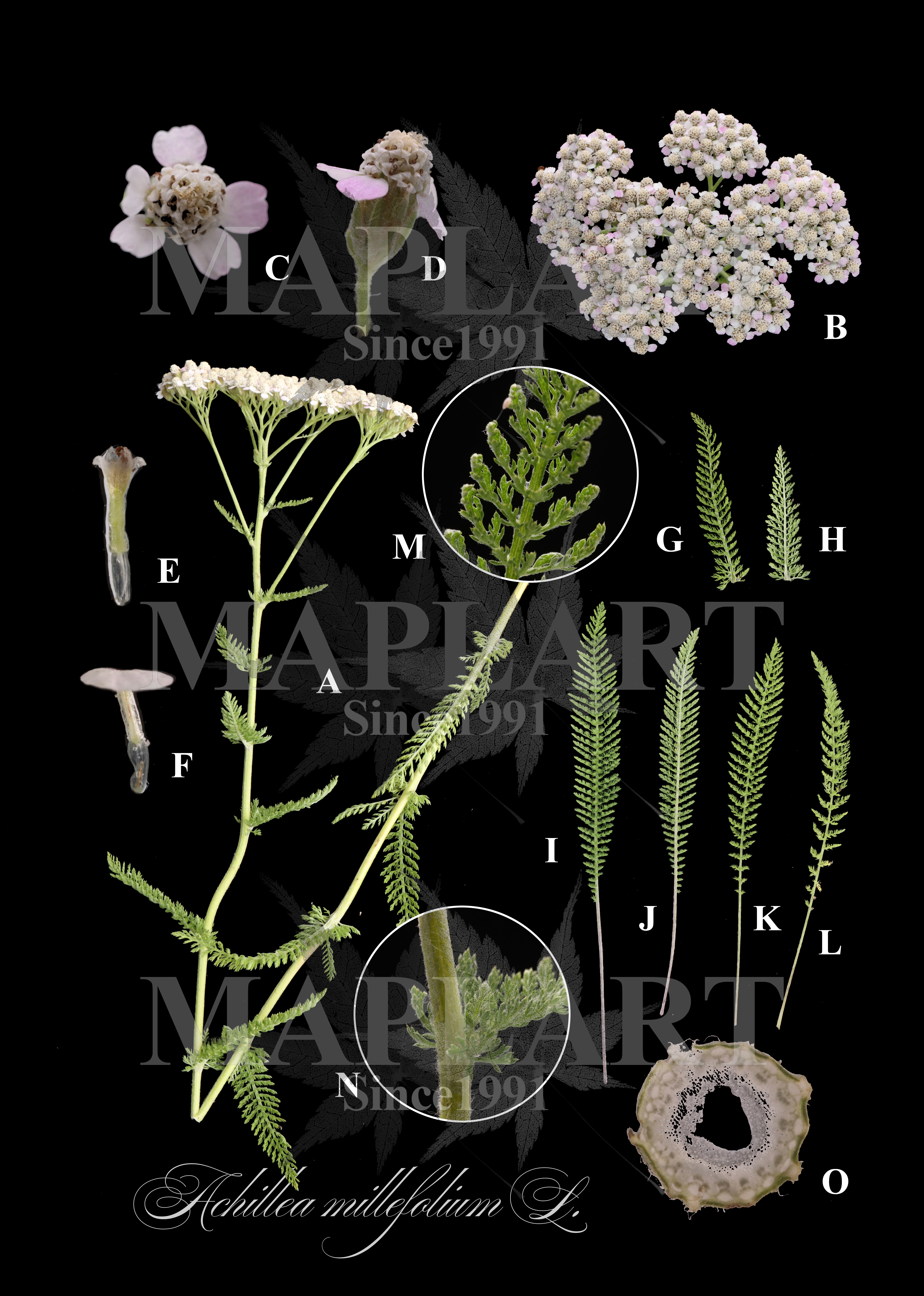 botanical photo