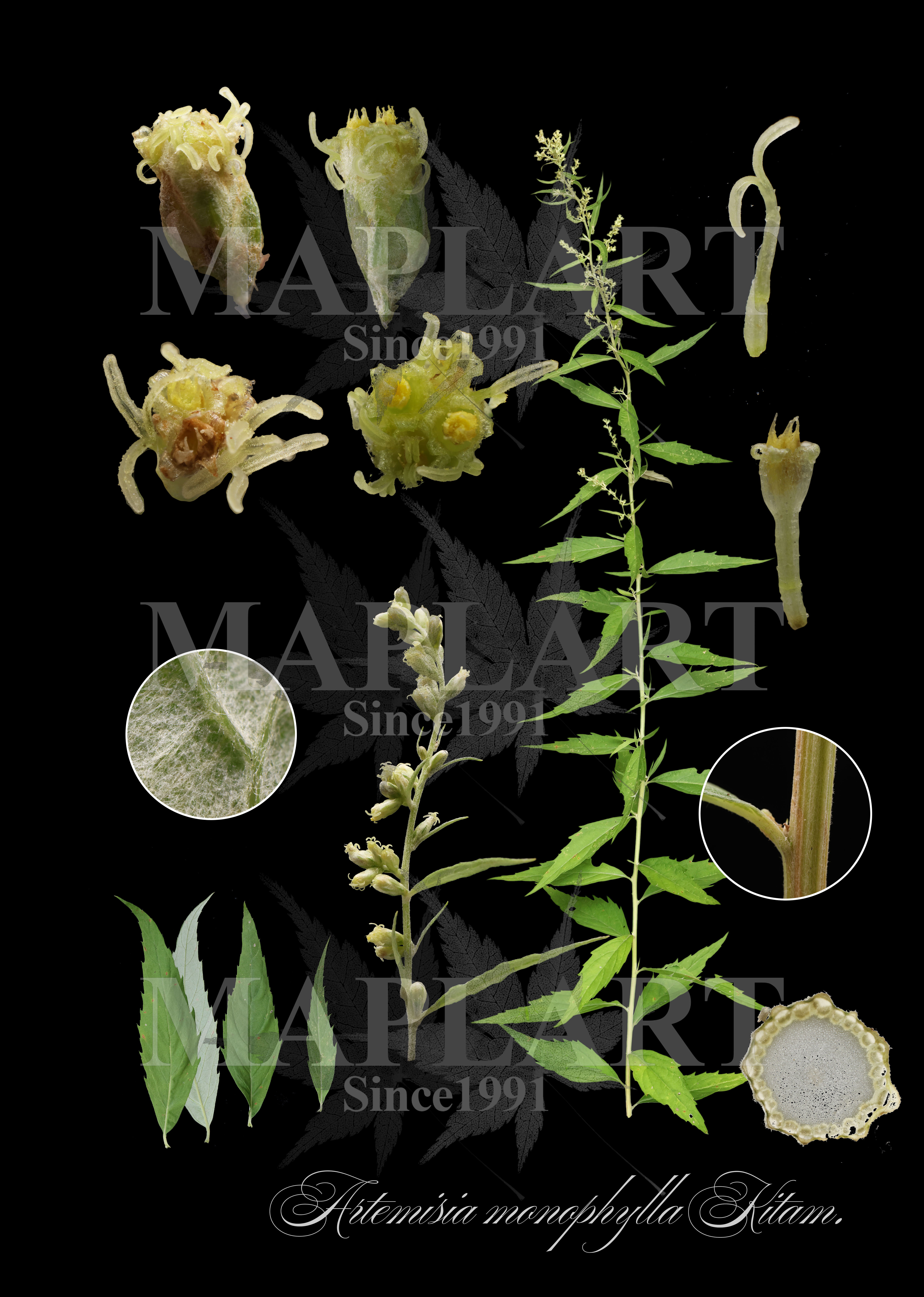 botanical photo