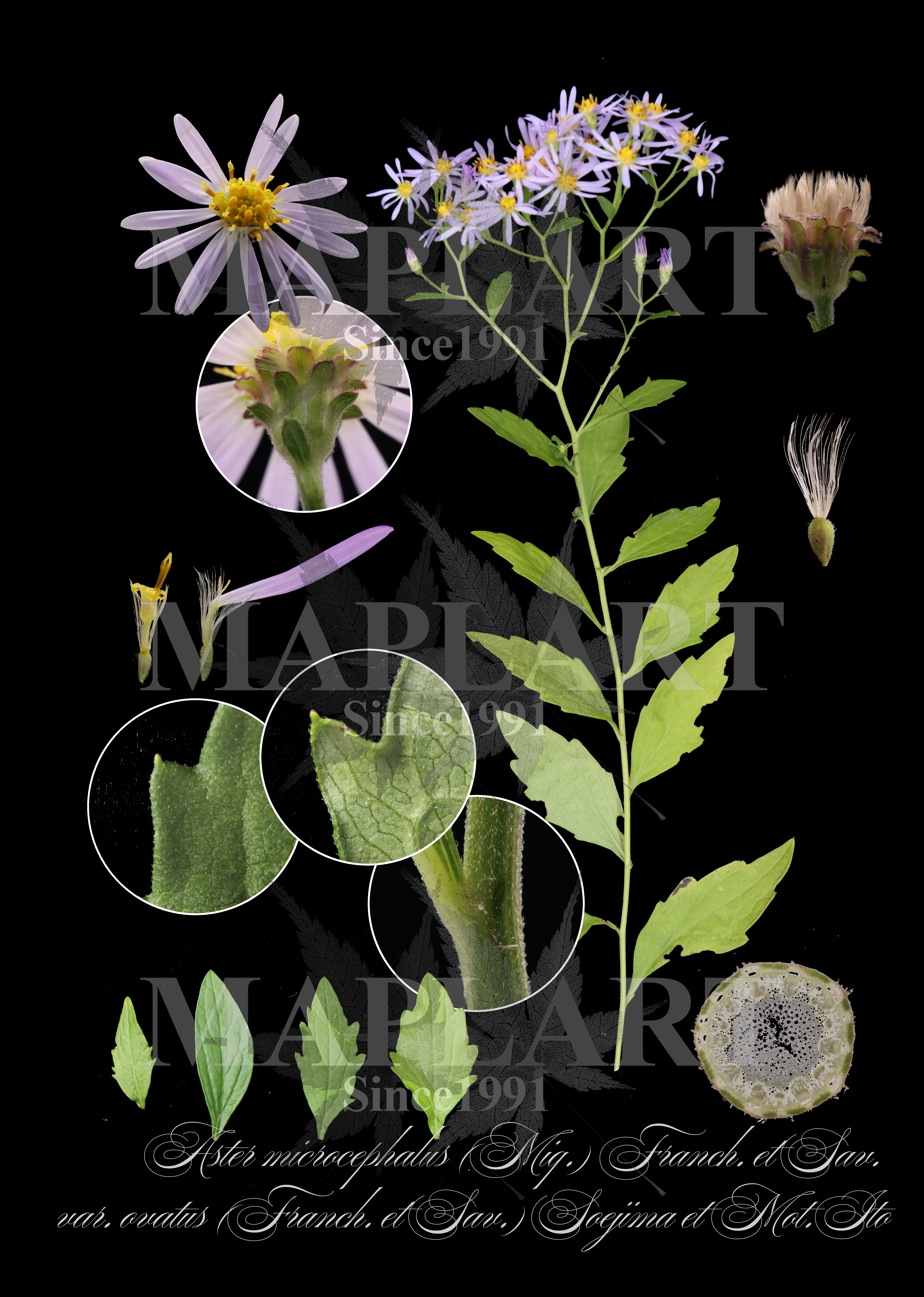 botanical photo