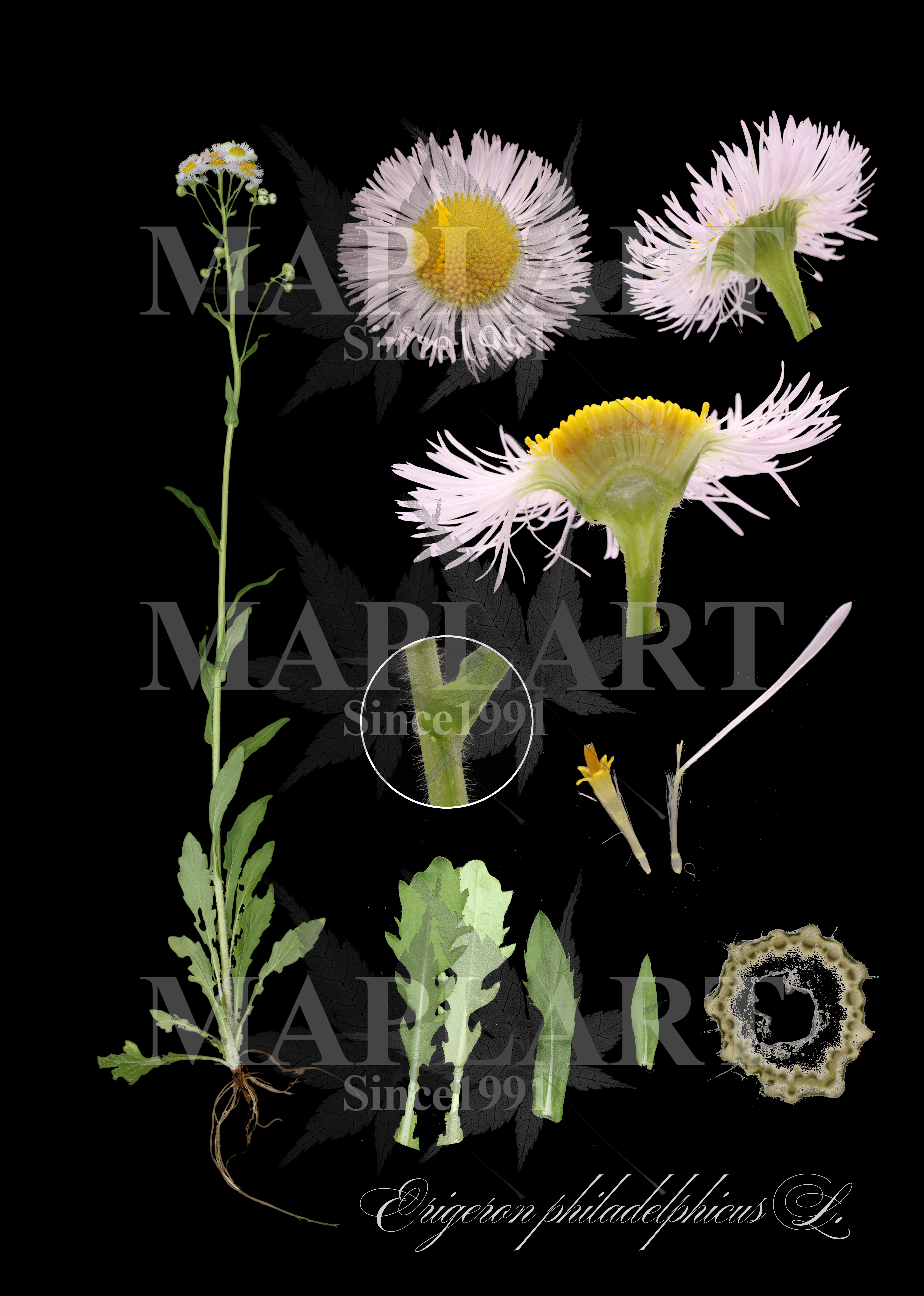 botanical photo
