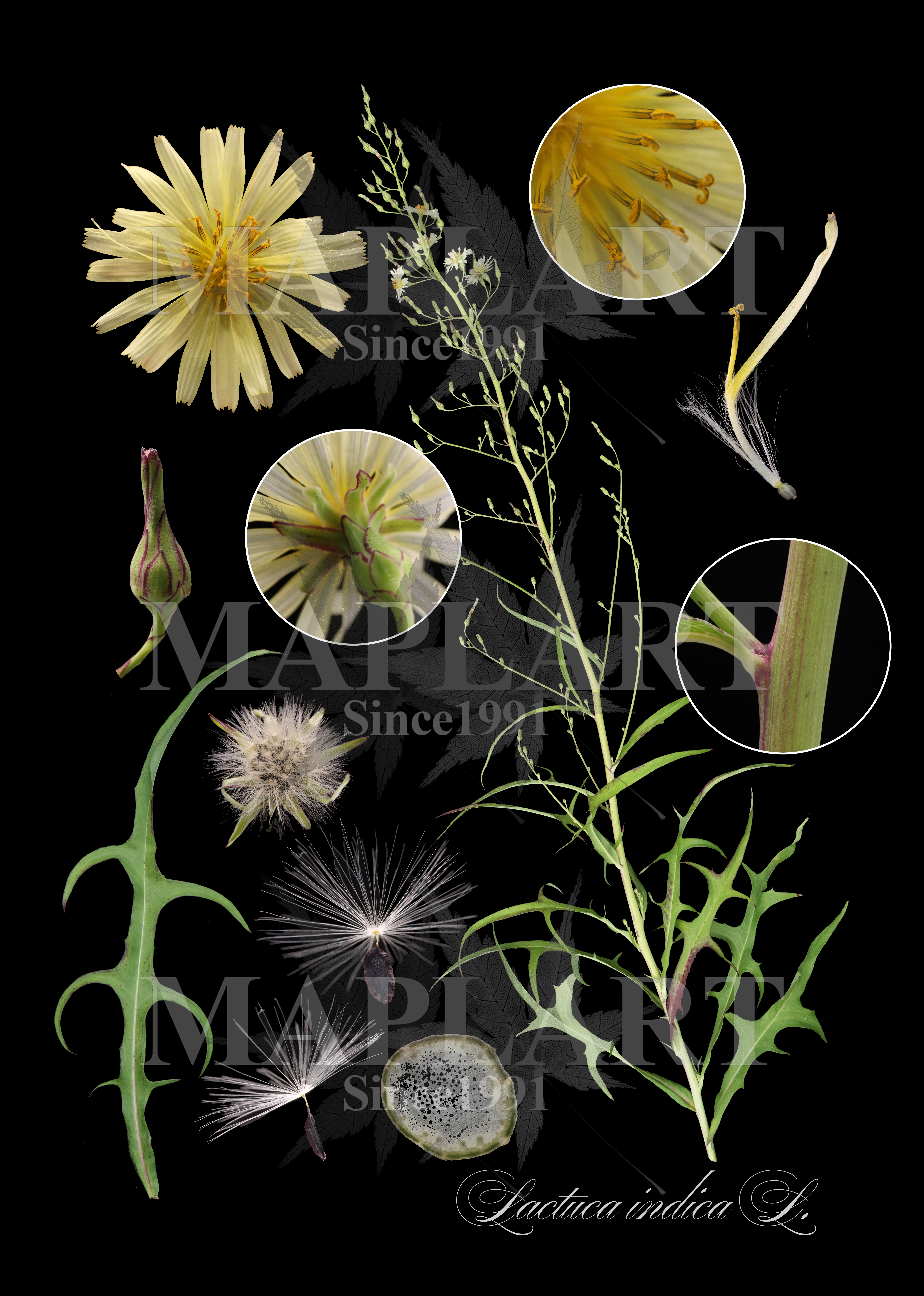 botanical photo