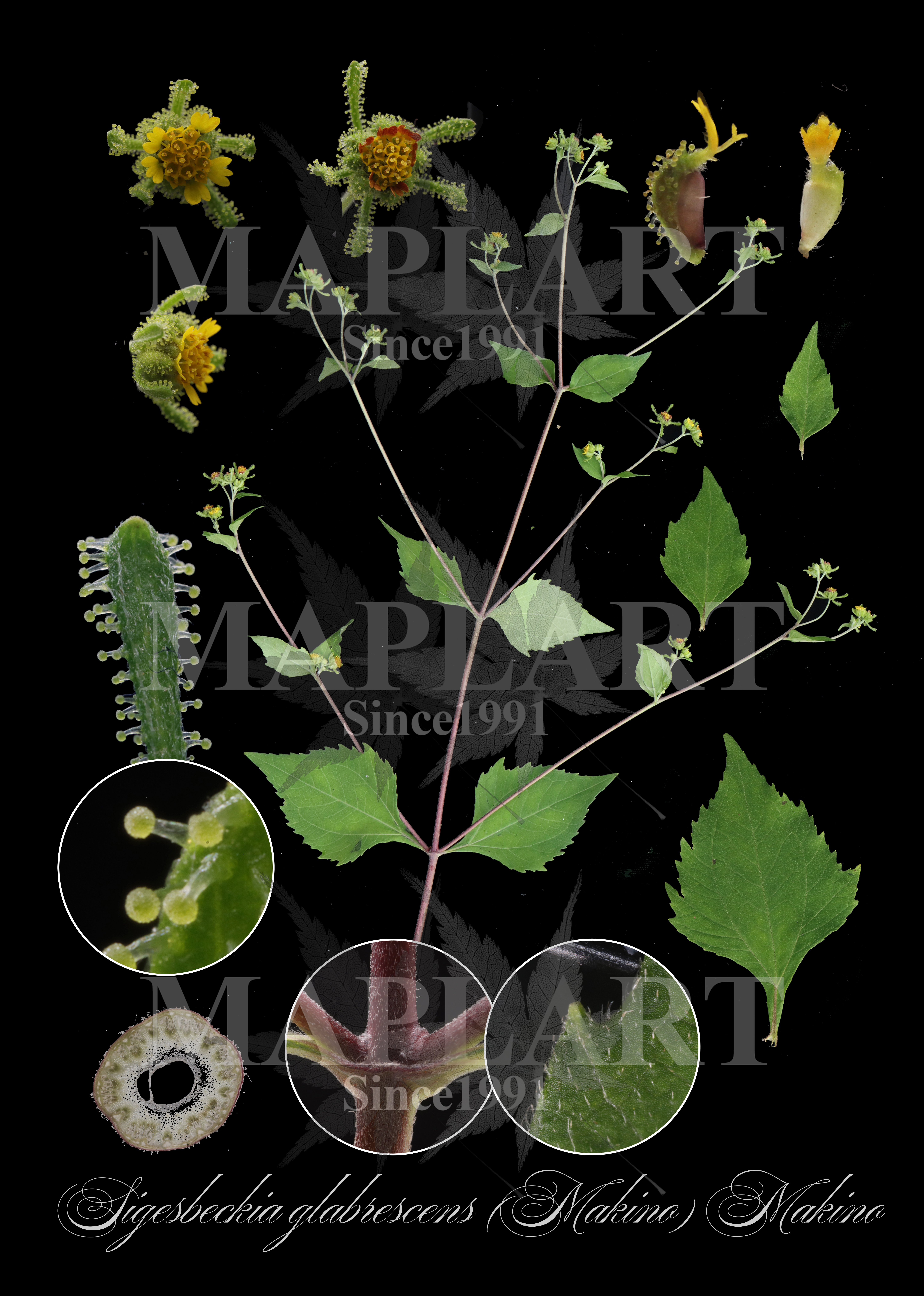 botanical photo