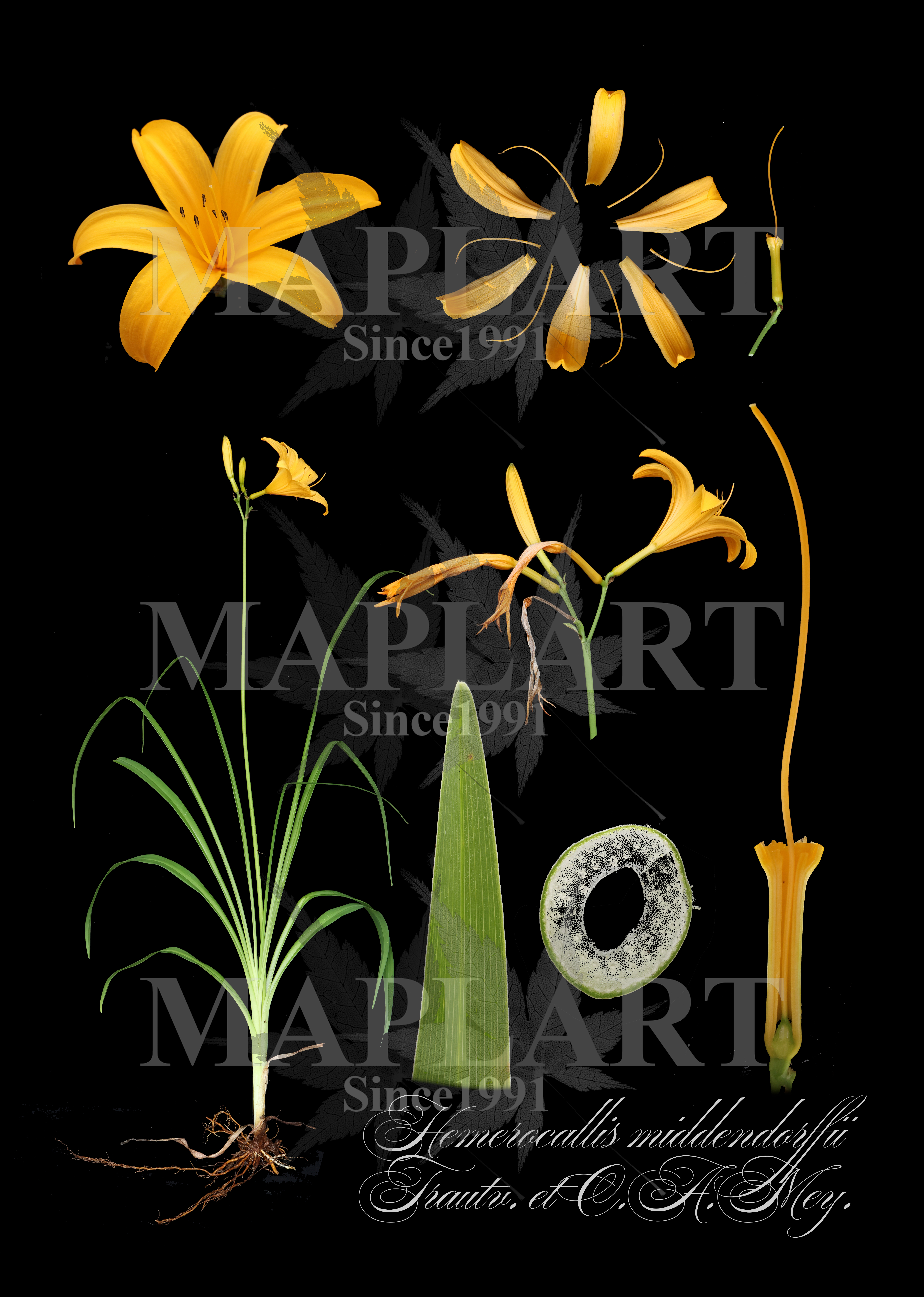 botanical photo