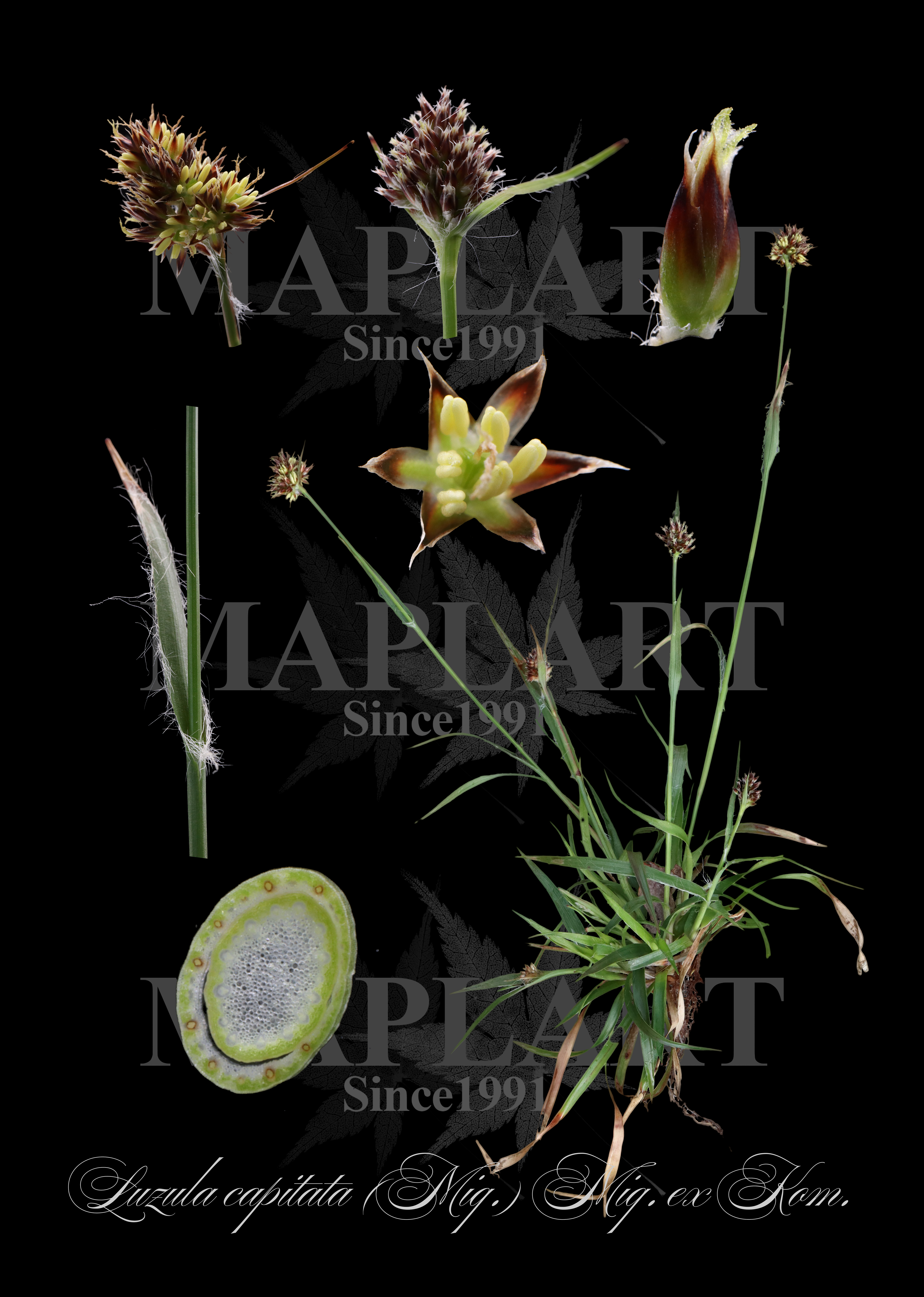 botanical photo