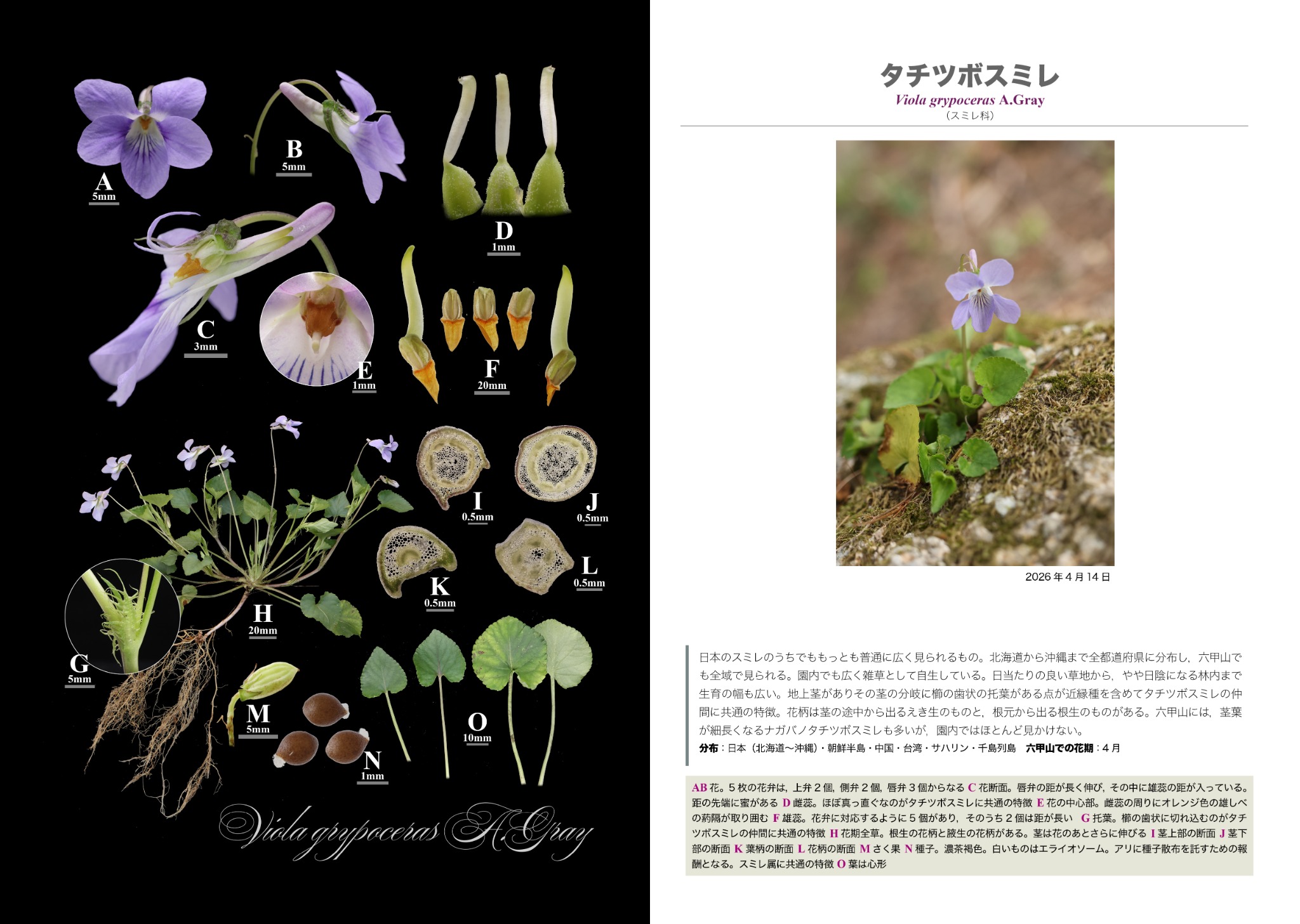 タチツボスミレの見開き誌面見本