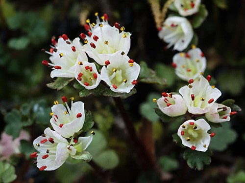 �yCB���{�̃l�R�m���\�E���s�L�O1�z�����R�[�l�R�m���ώ@��y�ώ@���B�e�z