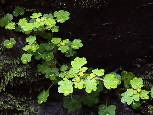 �yCB���{�̃l�R�m���\�E���s�L�O2�z���R�O��l�R�m���ώ@��y�ώ@�E�B�e�z