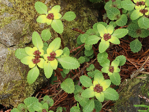 �yCB���{�̃l�R�m���\�E���s�L�O4�z��b�R���쒆���l�R�m���ώ@��y�ώ@�E�B�e�z