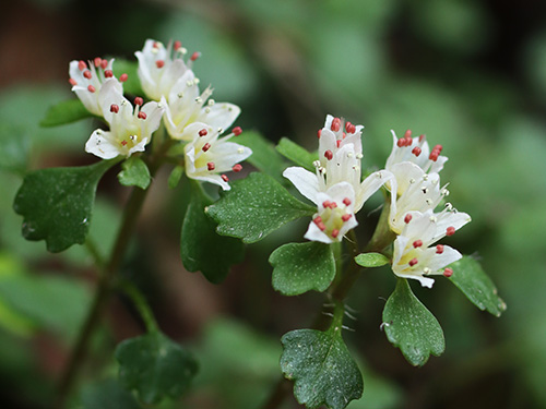 �yCB���{�̃l�R�m���\�E���s�L�O5�z�Ԗڎl�\����l�R�m���ώ@��y�ώ@�E�B�e�z