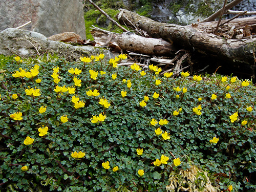 <b><font color = red>�ǉ�����</font></b>�yCB���{�̃l�R�m���\�E���s�L�O9�z�ʃm�ؓ��l�R�m���ώ@��E�ǉ���������2�y�ώ@�E�B�e�z