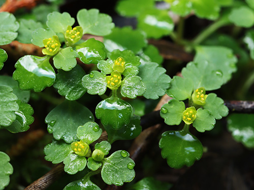 <b><font color = red>�ǉ�����</font></b>�yCB���{�̃l�R�m���\�E���s�L�O11�z�����򗳂̑�l�R�m���ώ@�� �y�ώ@�E�B�e�z