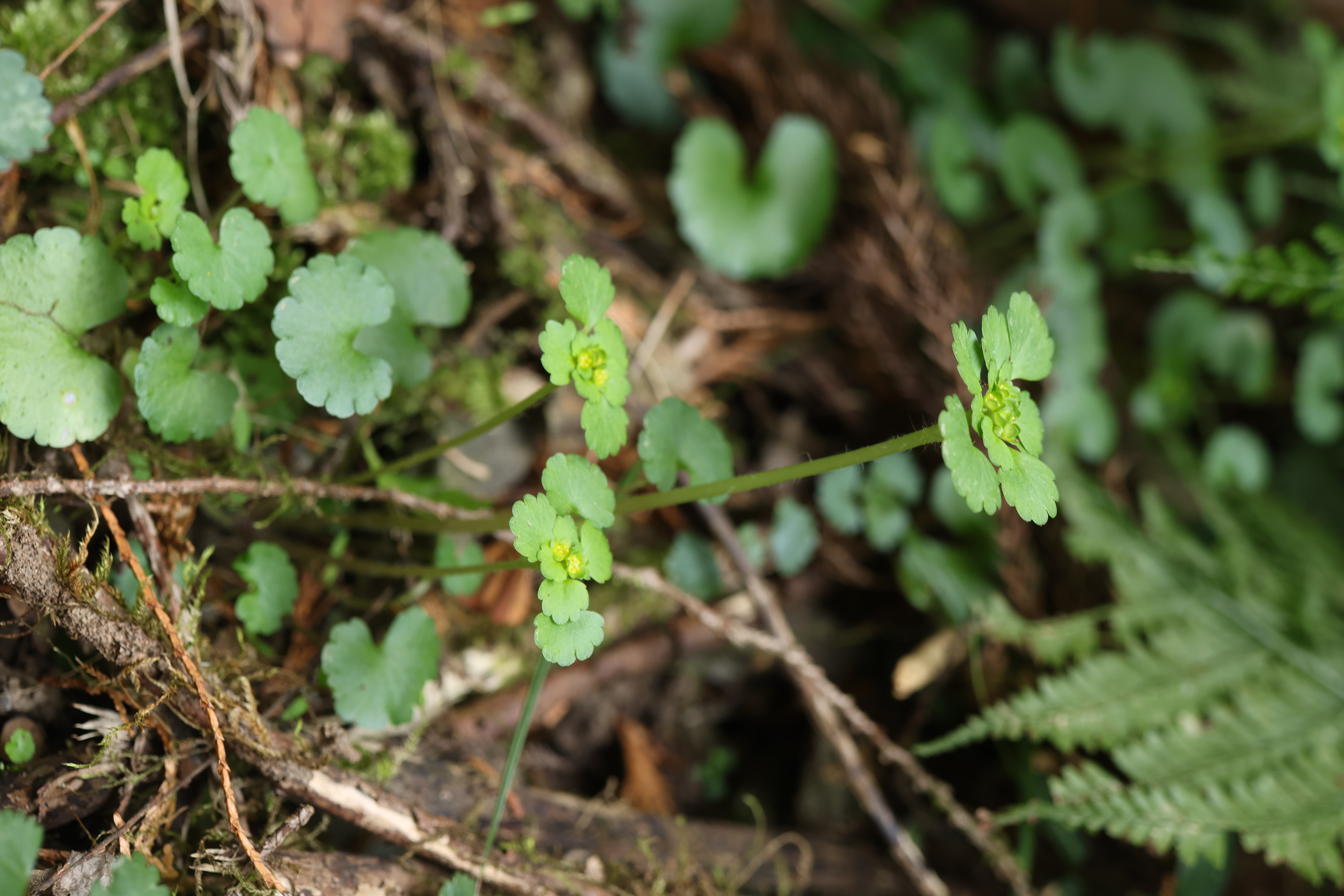 �T���v��