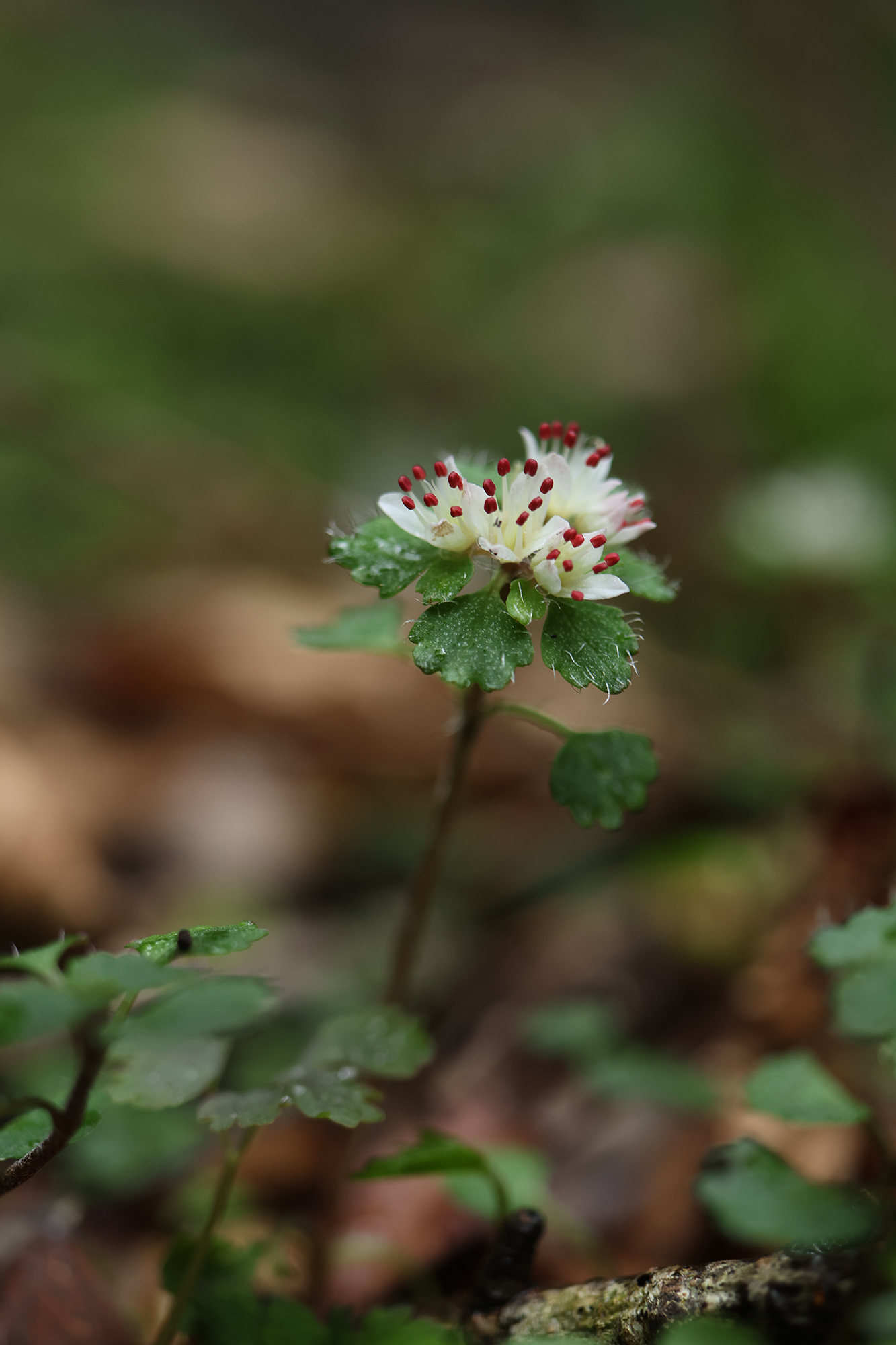 �T���v��